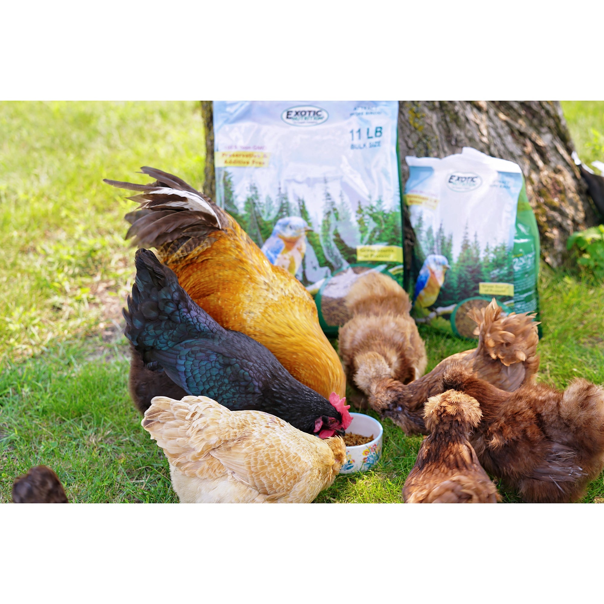 Premium Dried Mealworms Bulk - High Protein Natural Bird & Chicken Feed - Perfect for Wild Birds, Poultry, Reptiles & Fishing Bait
