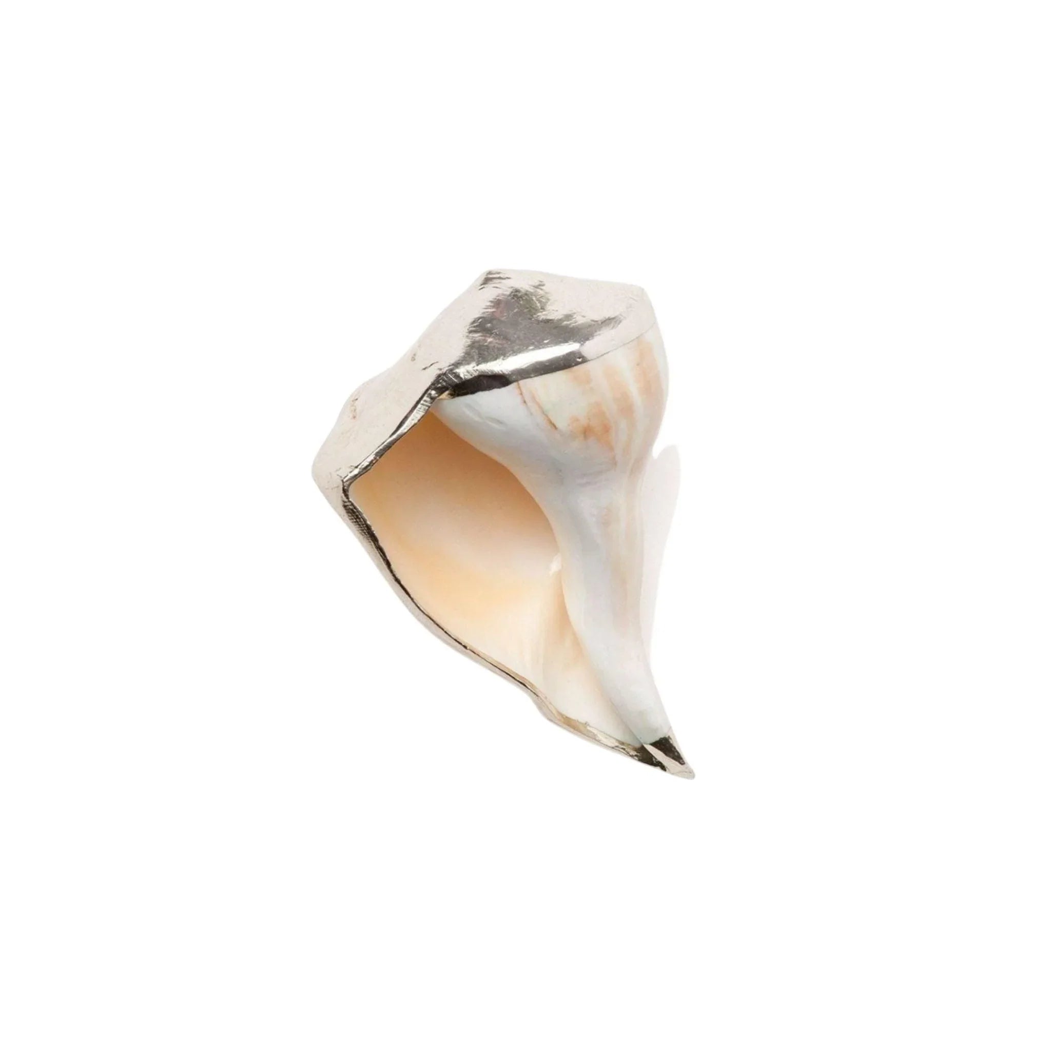 Decorative Silver Whelk Shells for Home Decor | Natural Seashells for Beach Themed Parties, Wedding Centerpieces & Coastal Interior Design