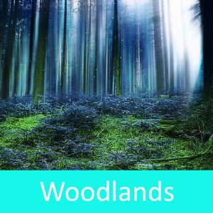 Premium Woodlands Fragrance Oil - Natural Forest Scent for Home, Diffuser & DIY Candles - Relaxing Aromatherapy for Bedroom, Office & Spa