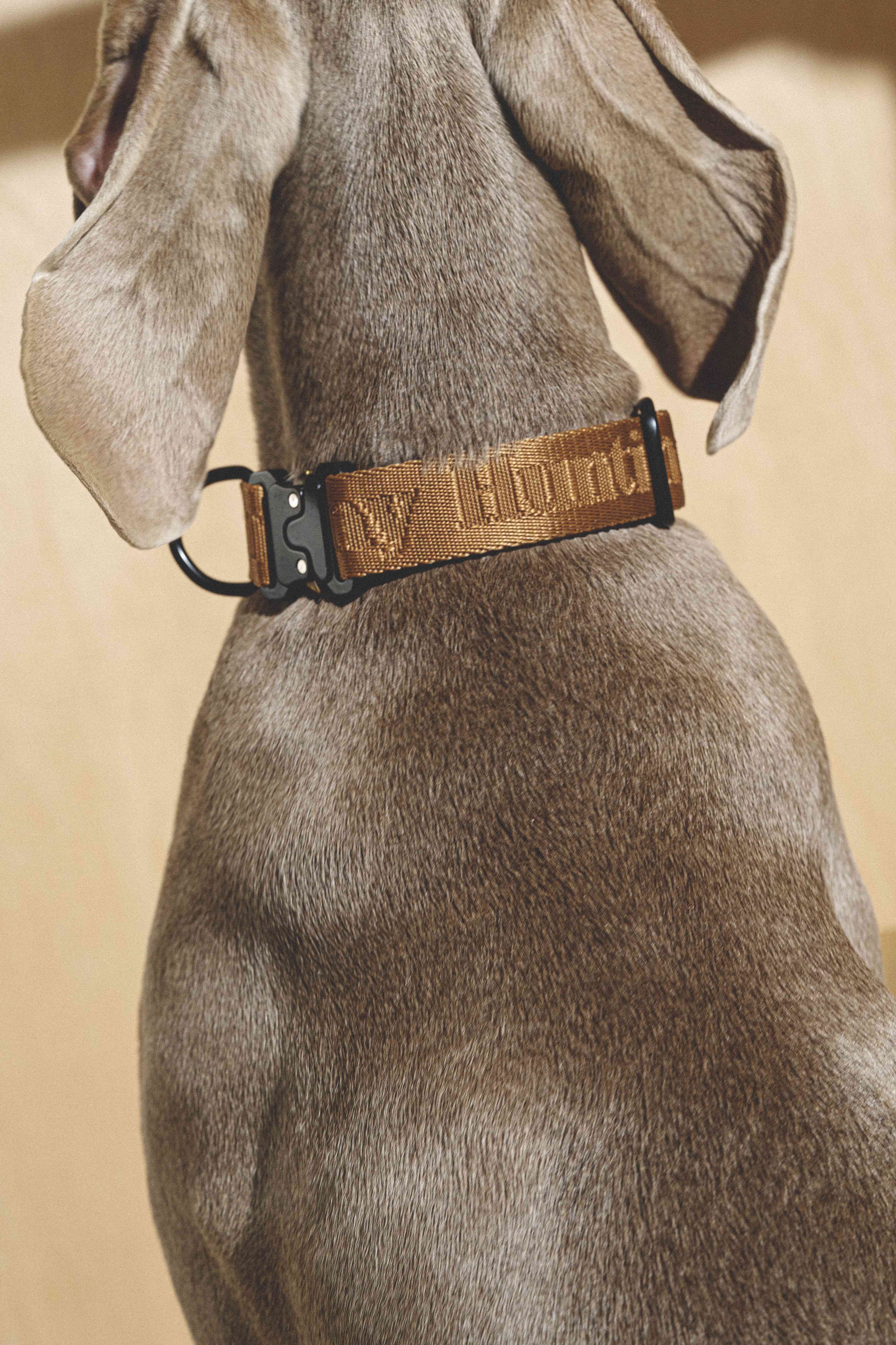 Pony Companiony Ginger Dog Collar - Adjustable Pet Collar for Small & Medium Dogs - Durable & Comfortable for Daily Walks, Training & Outdoor Adventures