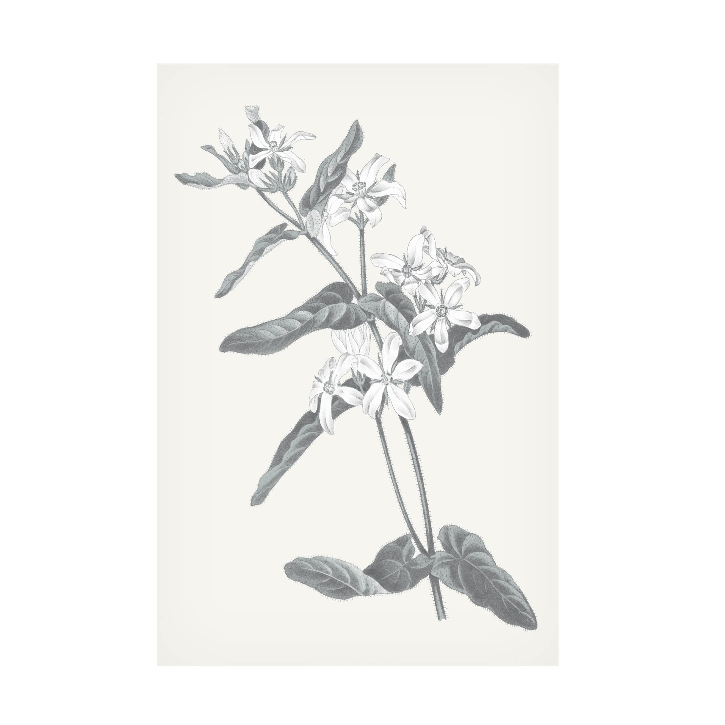 Trademark Fine Art 'Neutral Botanical IV' Canvas Wall Art Print by Wild Apple Portfolio - Perfect for Living Room, Bedroom & Office Decor