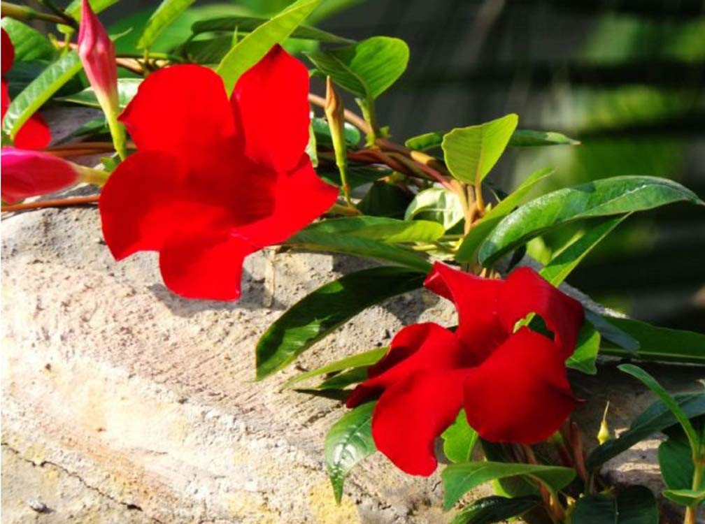 100pcs Hibiscus Seeds - Climbing Perennial Flowering Plants for Indoor & Outdoor Garden - Beautiful Ornamental Plant Seeds for Home Decor, Landscaping, and Balcony Gardening