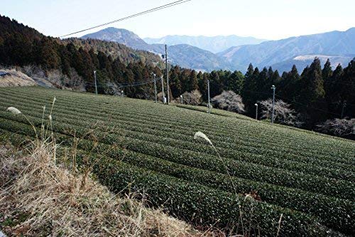 Premium Organic Sencha Green Tea Loose Leaf from Japan - ShiZen Tea (100% Natural, High-Grade) | Perfect for Daily Wellness, Detox & Relaxation at Home or Office