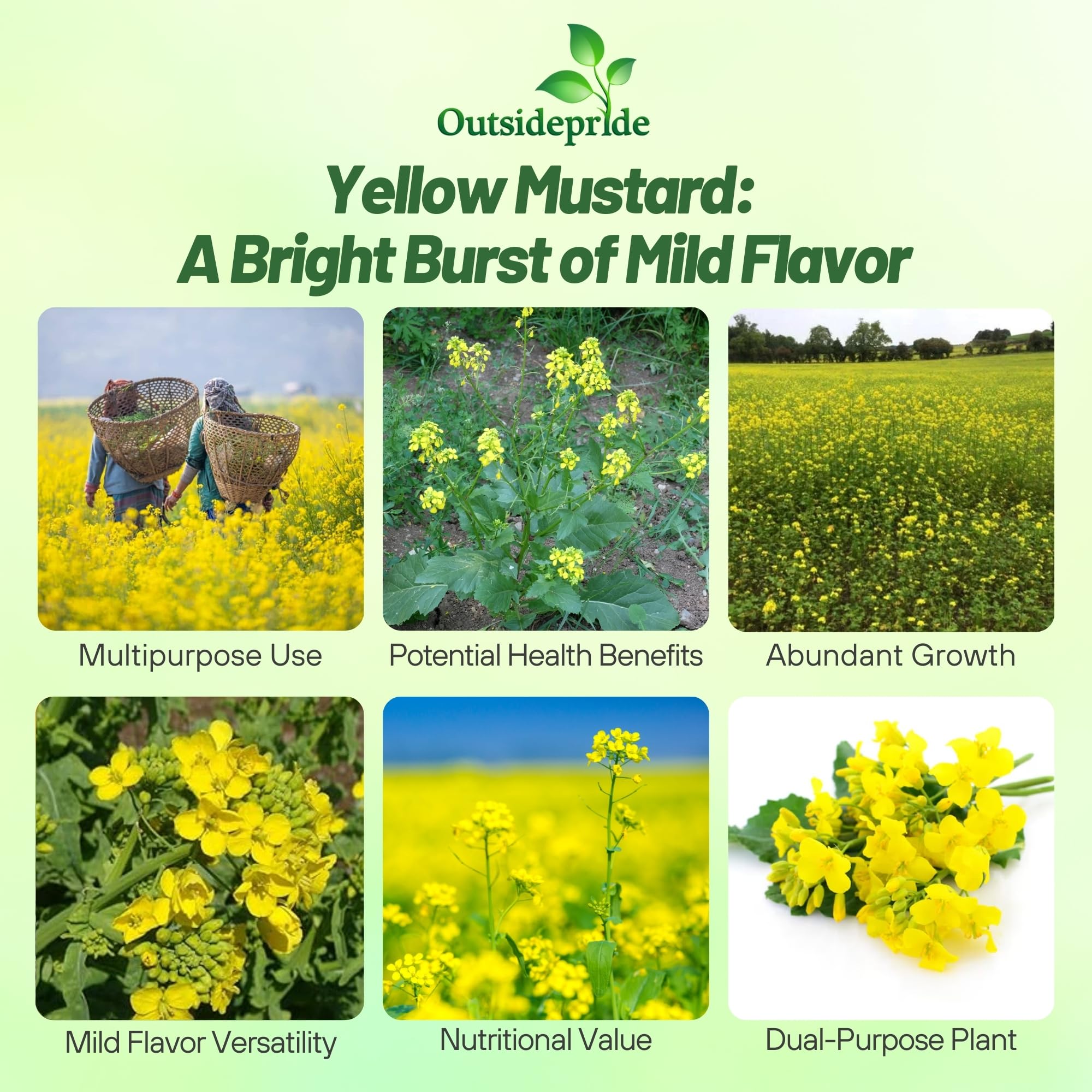 Outsidepride 10000 Seeds Annual Yellow Mustard Herb Garden Seeds - Non-GMO Microgreens, Sprouts & Cooking Use - Perfect for Salads, Sandwiches & Home Gardening