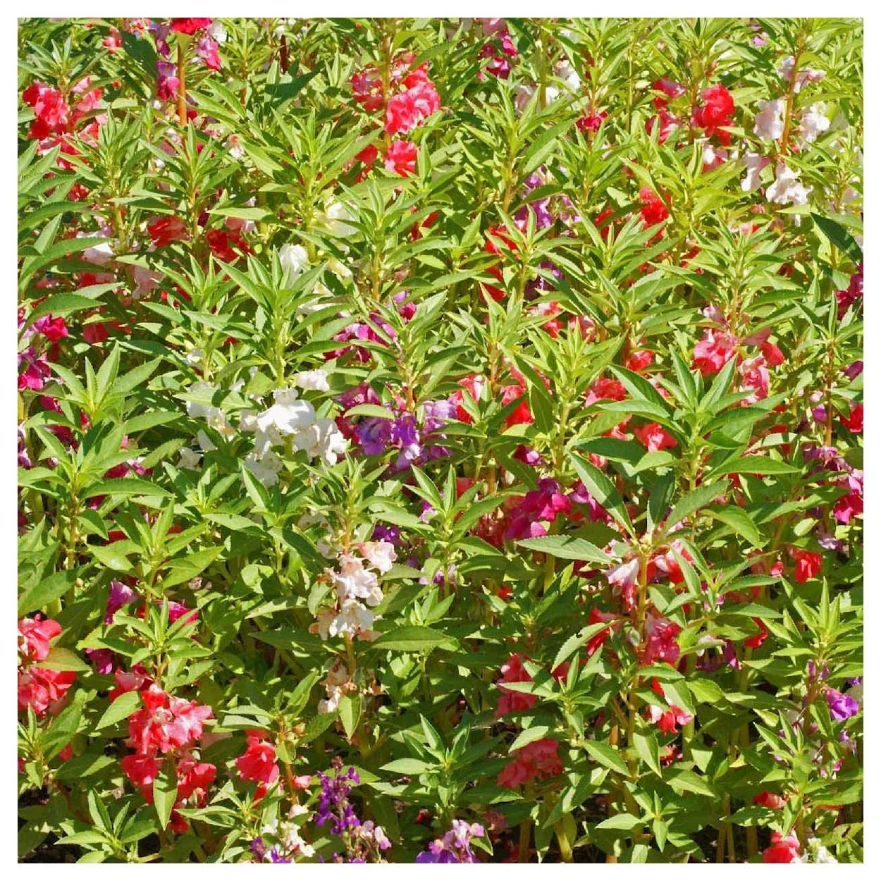 Everwilde Farms - 100 Camellia Flowered Mix Balsam Wildflower Seeds - Gold Vault Jumbo Seed Packet for Garden, Landscaping & Pollinator-Friendly Planting