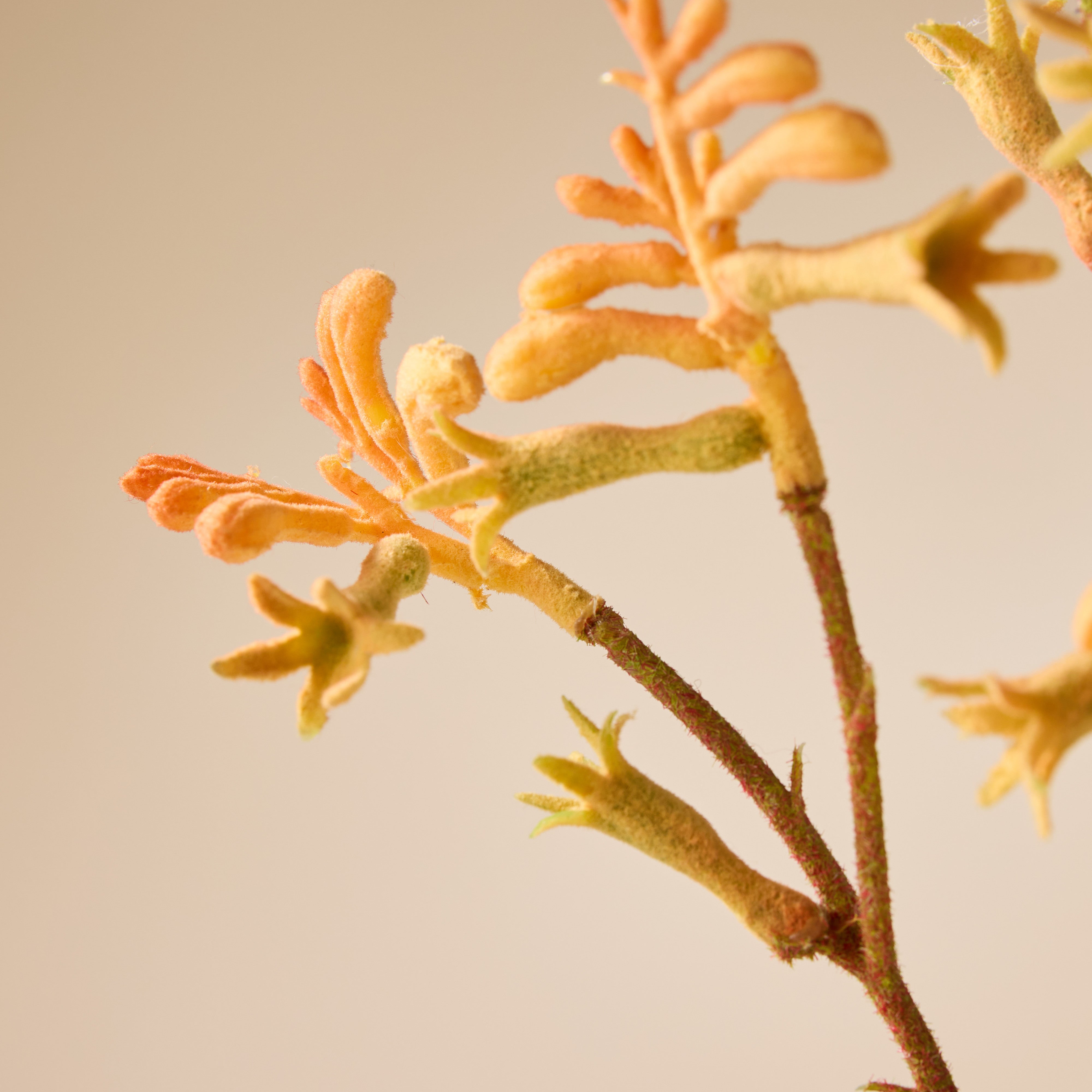 Artificial Kangaroo Paw Spray - 24.4 Inch Orange Floral Stems for Home Decor, Wedding Bouquets, and Table Centerpieces