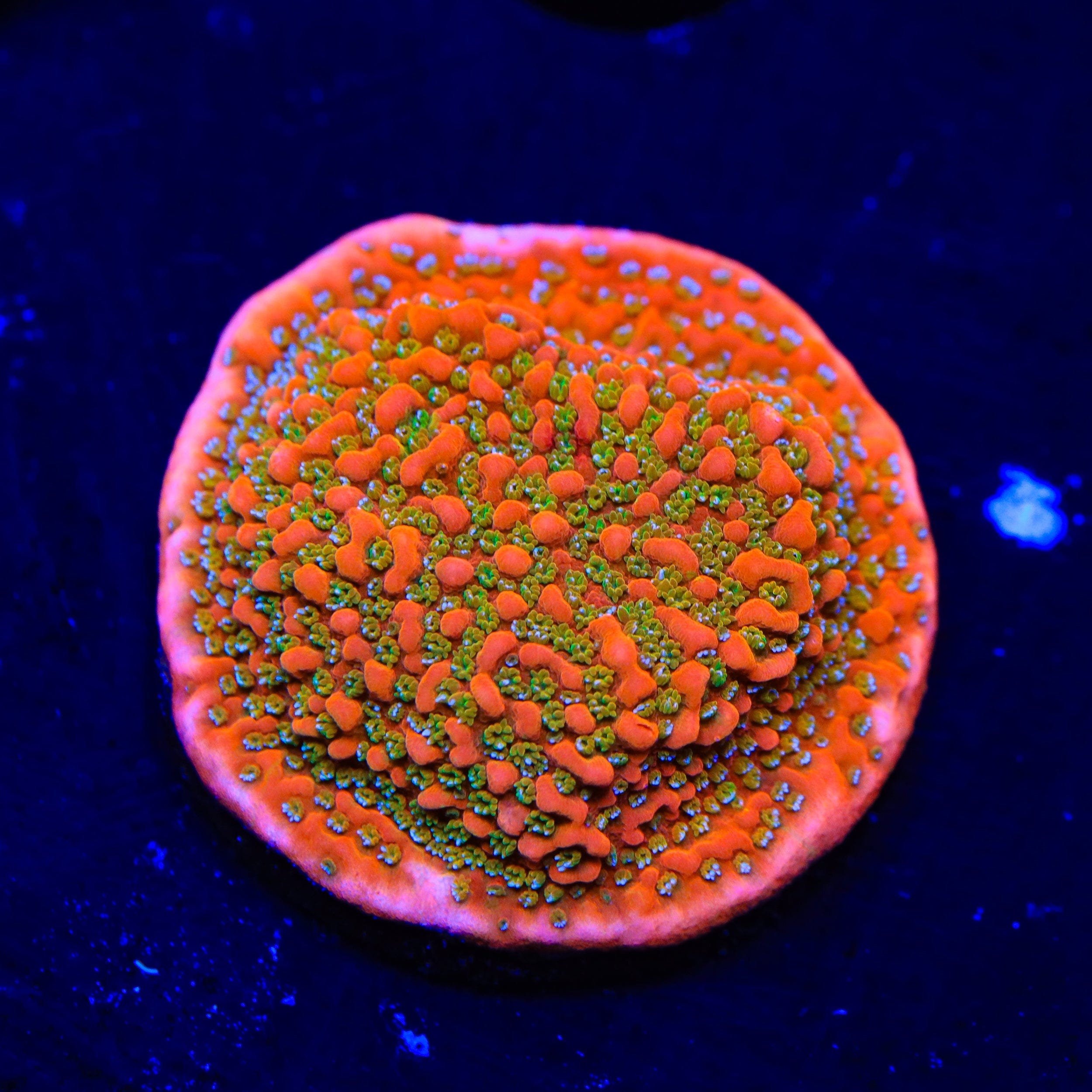 Aquamans Revenge Montipora Coral - Vibrant Saltwater Aquarium Coral for Reef Tanks | Perfect for Marine Aquascaping and Coral Propagation