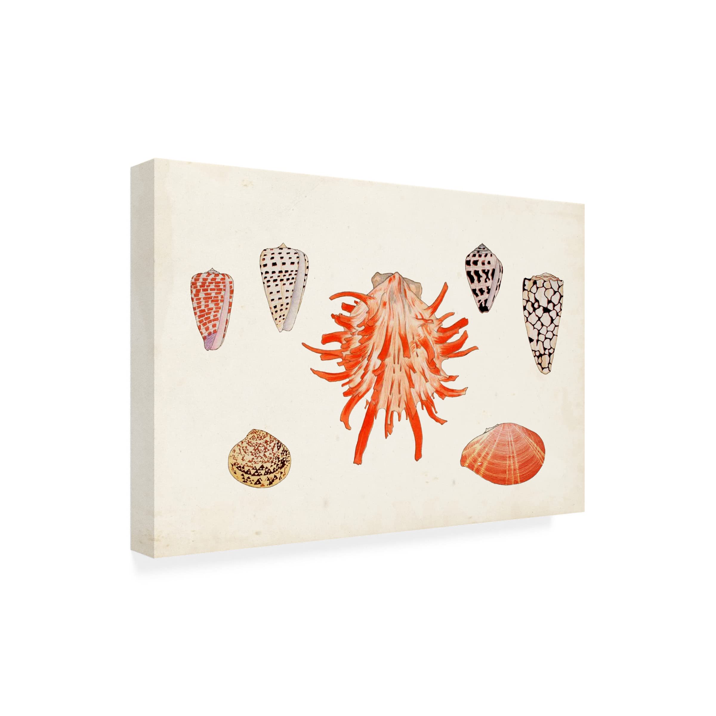 Trademark Fine Art 'Antique Shell Anthology IV' Canvas Wall Art Print by Vision Studio - Perfect for Beach House Decor, Coastal Living Room & Nautical Bathroom Design