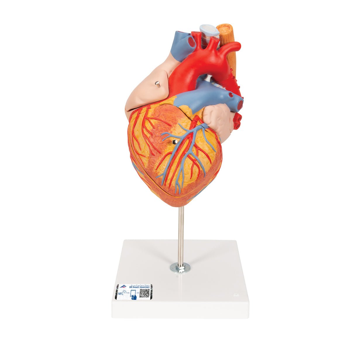 Heart with Esophagus and Trachea Model - 2X Life Size 5-Part Anatomy Demonstration Kit for Medical Students & Doctors | Perfect for Classroom Study, Surgical Training & Patient Education
