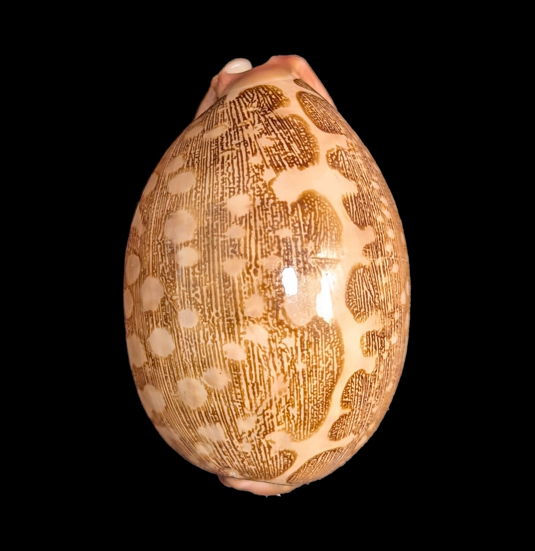 Natural Cowrie Shells for Jewelry Making, DIY Crafts, and Home Decor - Perfect for Beach Themed Decorations, Necklaces, and Boho Style Accessories