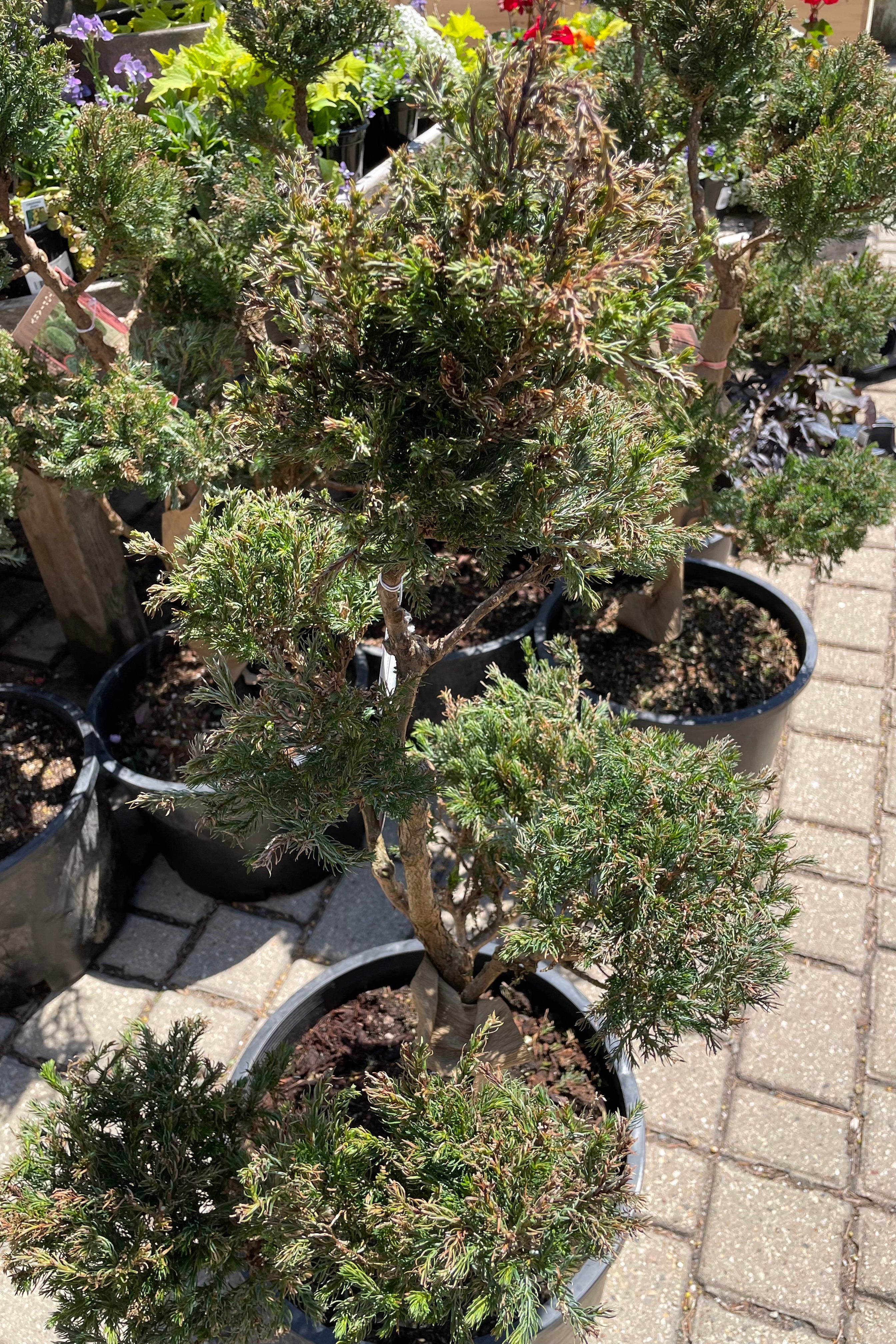 Chamaecyparis pisifera 'Boulevard' Pom Pom - #6 Size Evergreen Shrub for Landscaping, Privacy Hedges & Garden Decor