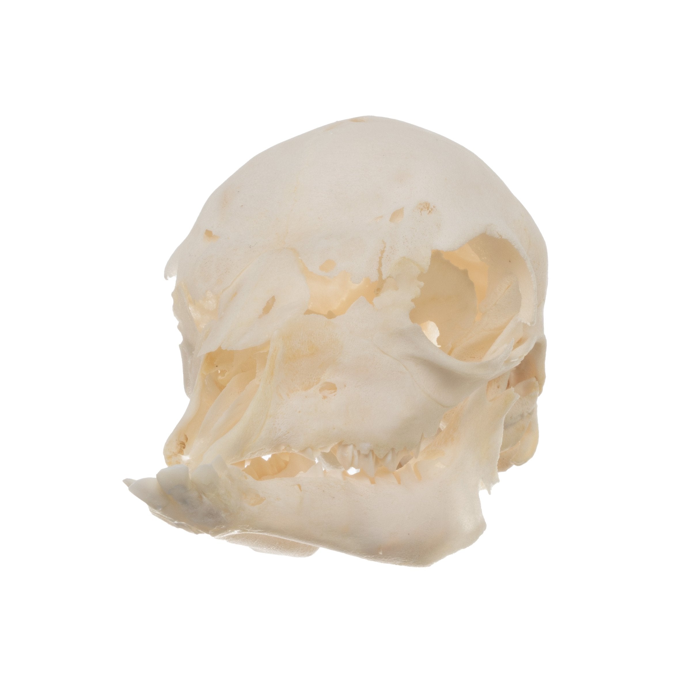 Real Domestic Goat Skull - Authentic Fetal Goat Skull Specimen for Taxidermy, Oddities Collection & Gothic Decor | Perfect for Halloween, Witchcraft Altars & Dark Academia Aesthetics