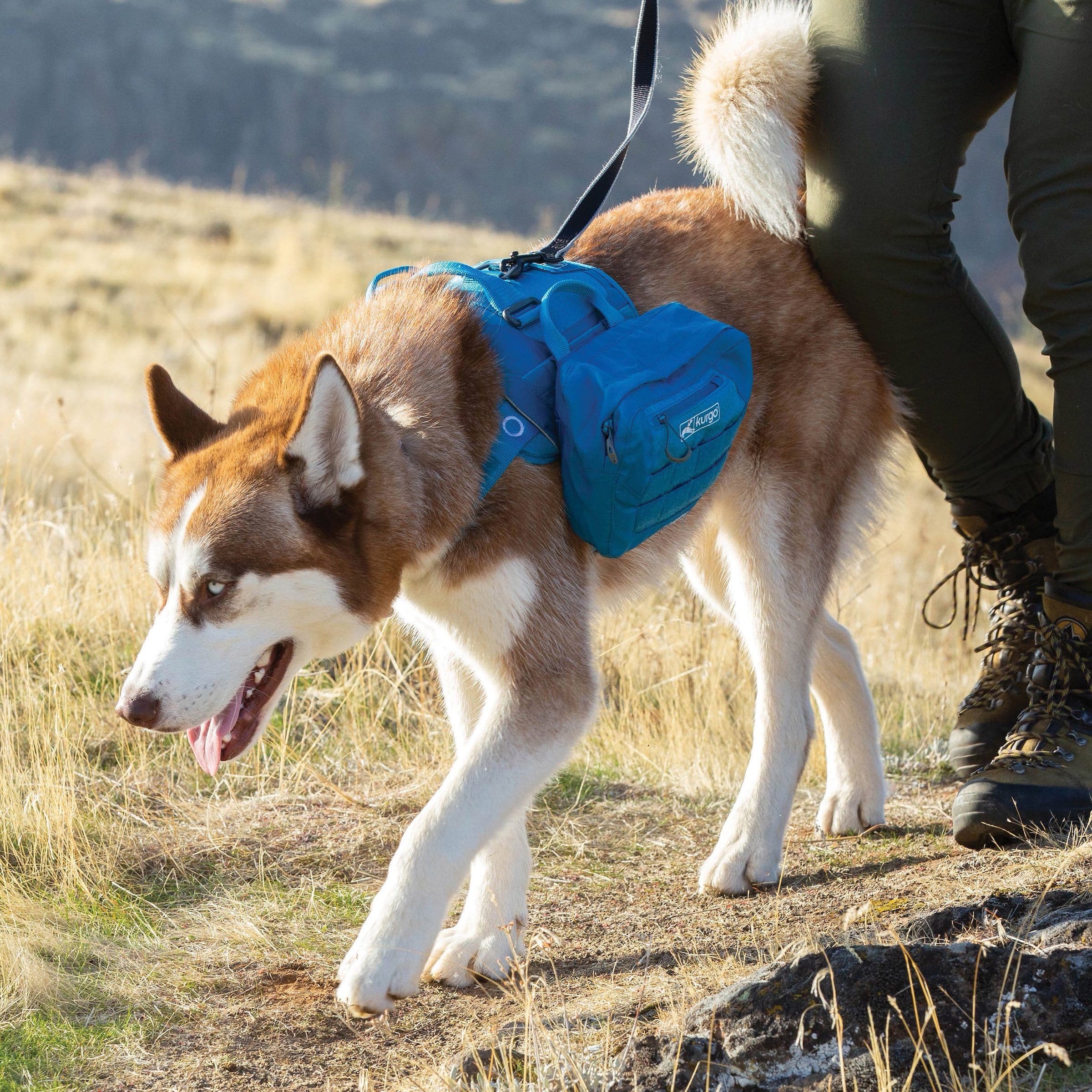 Kurgo MOLLIE Saddle Bag for Townie RSG Harness - Blue | Durable Dog Bike Accessory for Cycling & Outdoor Adventures