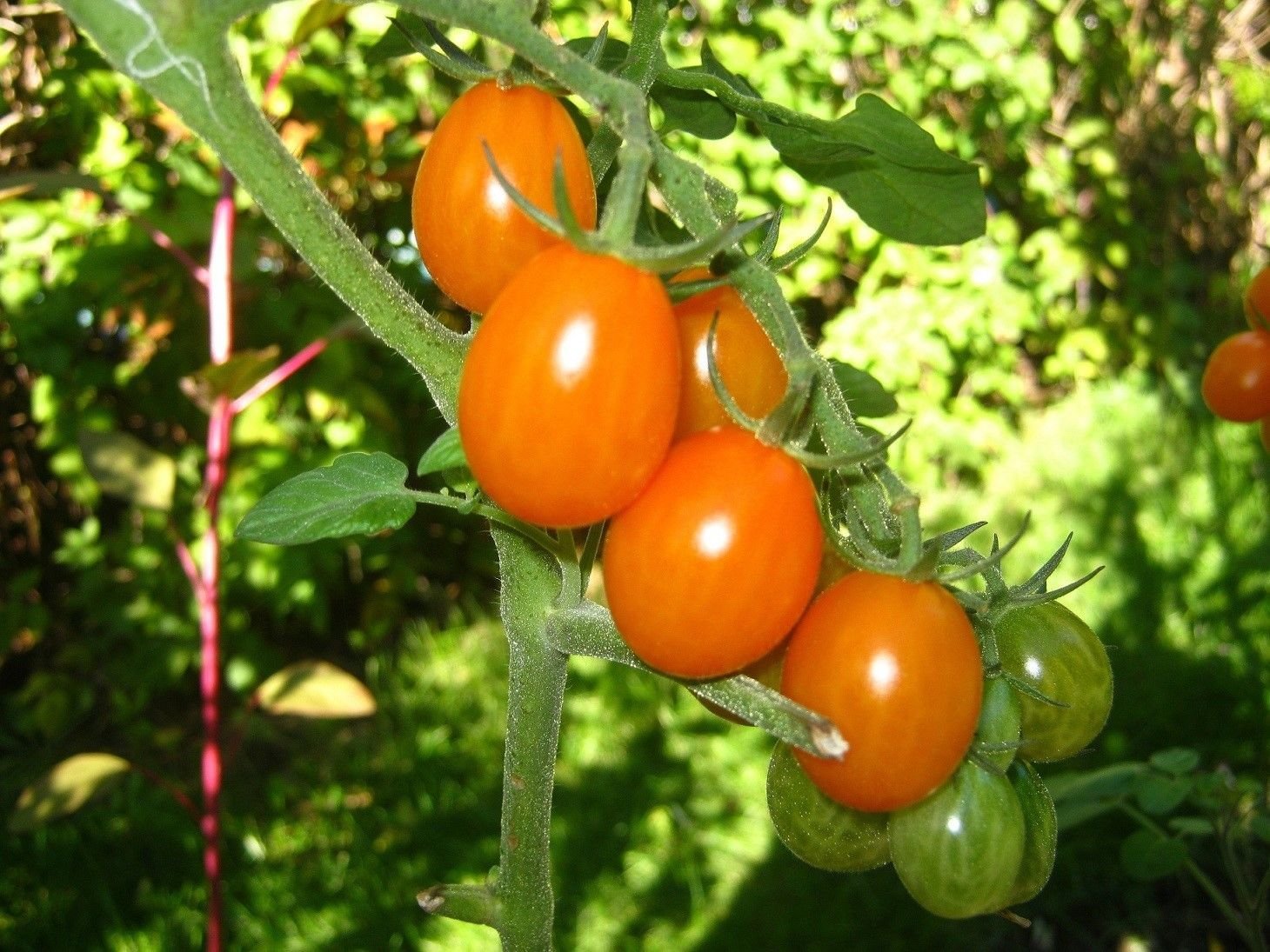 Fresh Orange Bunch Tomato Seeds (50 Count) - Non-GMO, Heirloom Variety for Home Gardening - Perfect for Salads, Sauces, and Container Planting