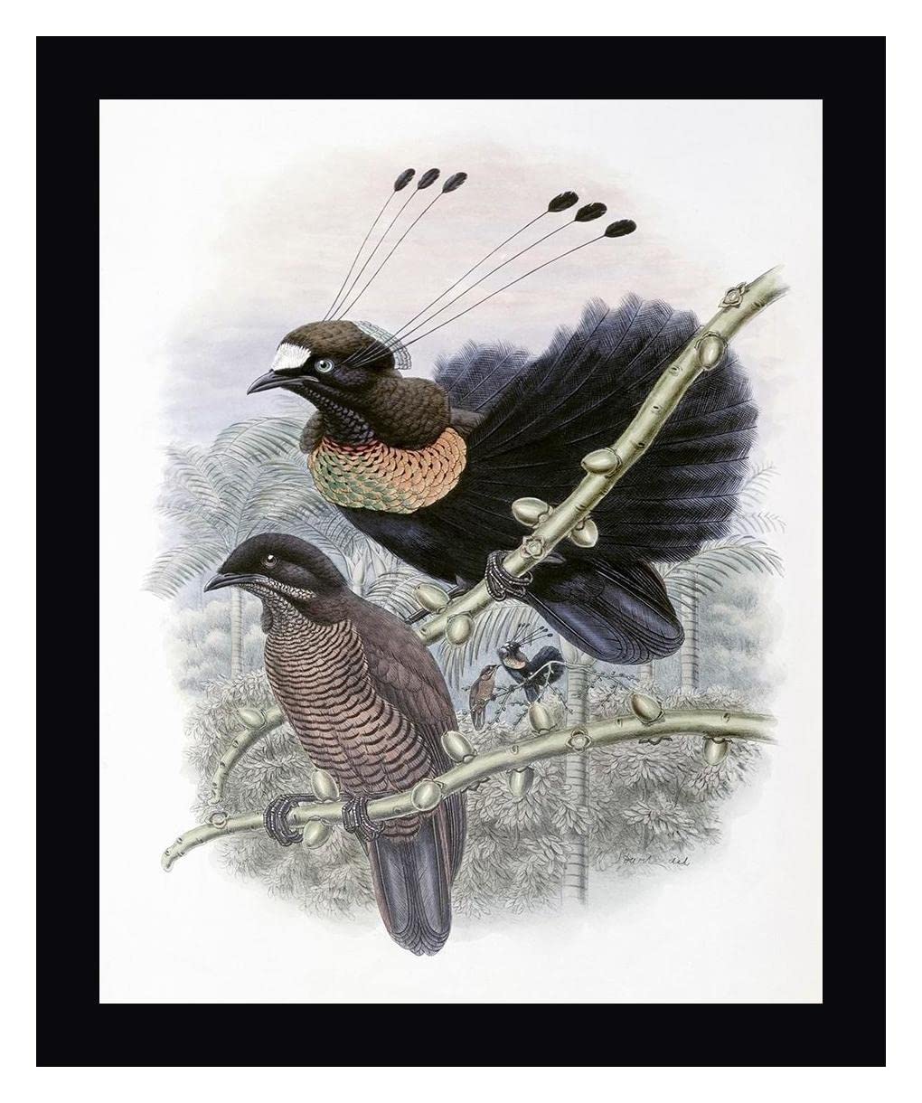 John Gould Lawes Bird of Paradise Framed Canvas Art Print 20x24 Inch - Black Wood Frame - Ready to Hang Wall Decor for Living Room, Bedroom & Office