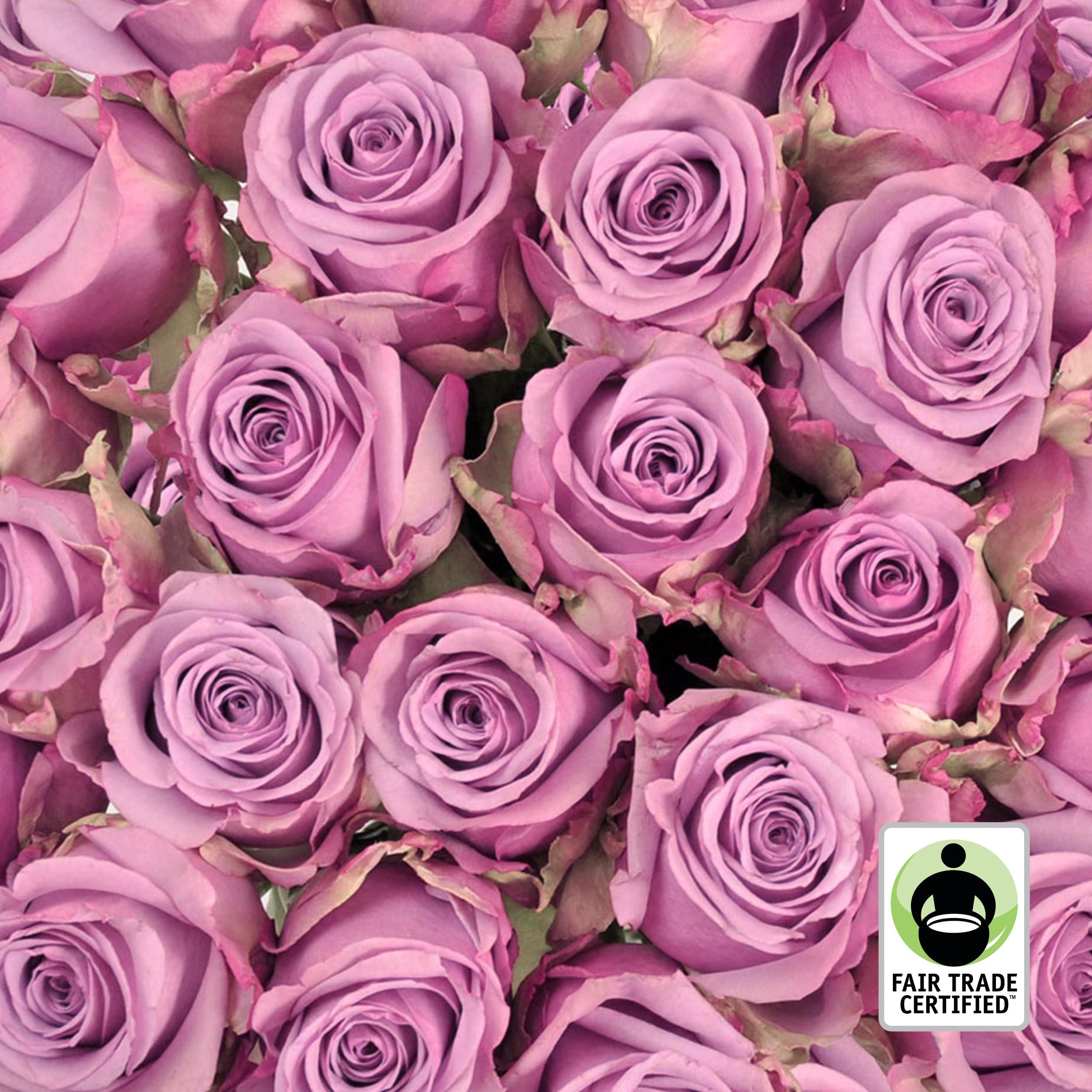 Fair Trade Fresh Cut Lavender Roses - 50 Stems (20 Inches) for Wedding Bouquets, Home Decor, Office Arrangements, DIY Floral Projects & Special Events