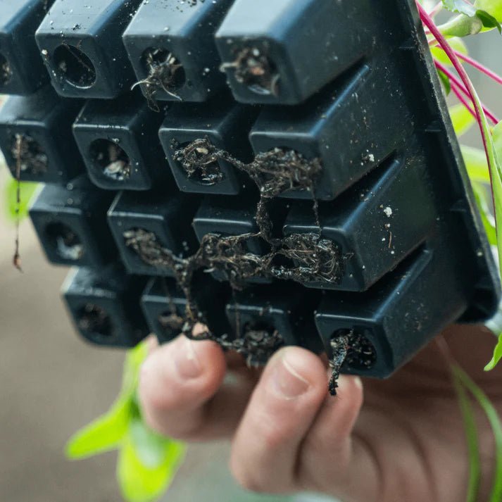 Epic Gardening 16 Cell Seed Starter Trays - Reusable Seedling Starter Kit for Indoor & Outdoor Planting - Perfect for Vegetables, Herbs & Flowers