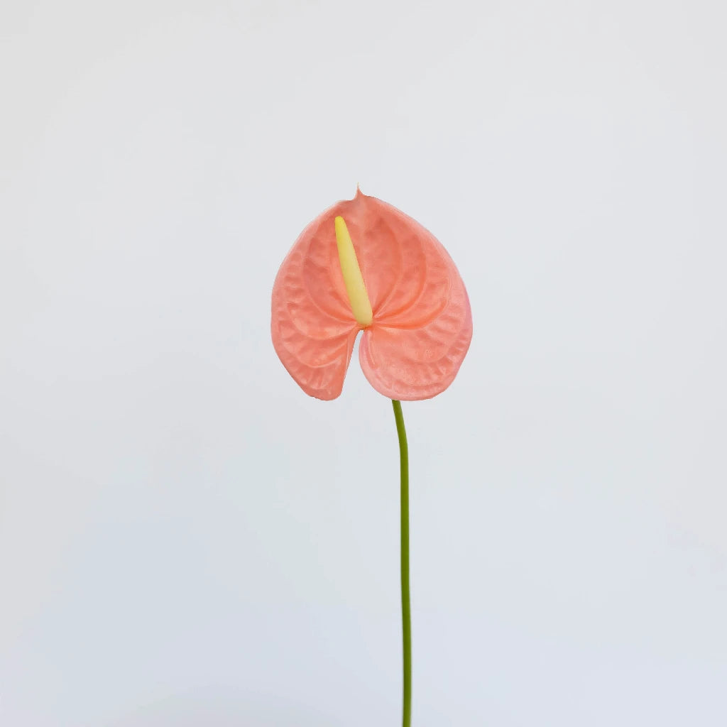 Anthurium Peach Tropical Flower - Exotic Live Plant for Home & Office Decor - Perfect for Indoor Gardens, Wedding Centerpieces, and Gift Ideas