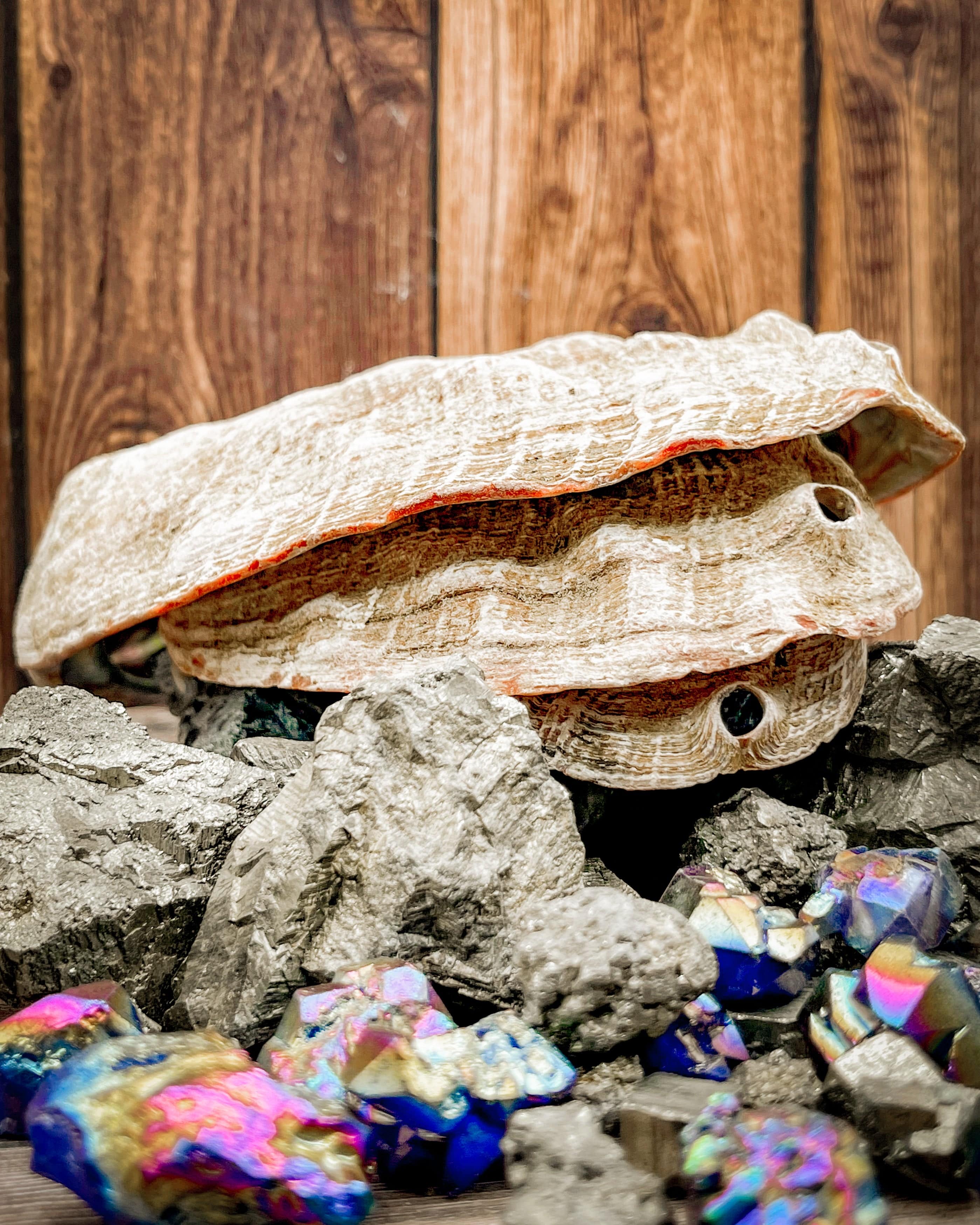 Natural Cleaned Abalone Shells for Jewelry Making, Home Decor, and Crafts – Single Piece – Sustainable Sourcing – Perfect for DIY Projects and Beach-Themed Decor