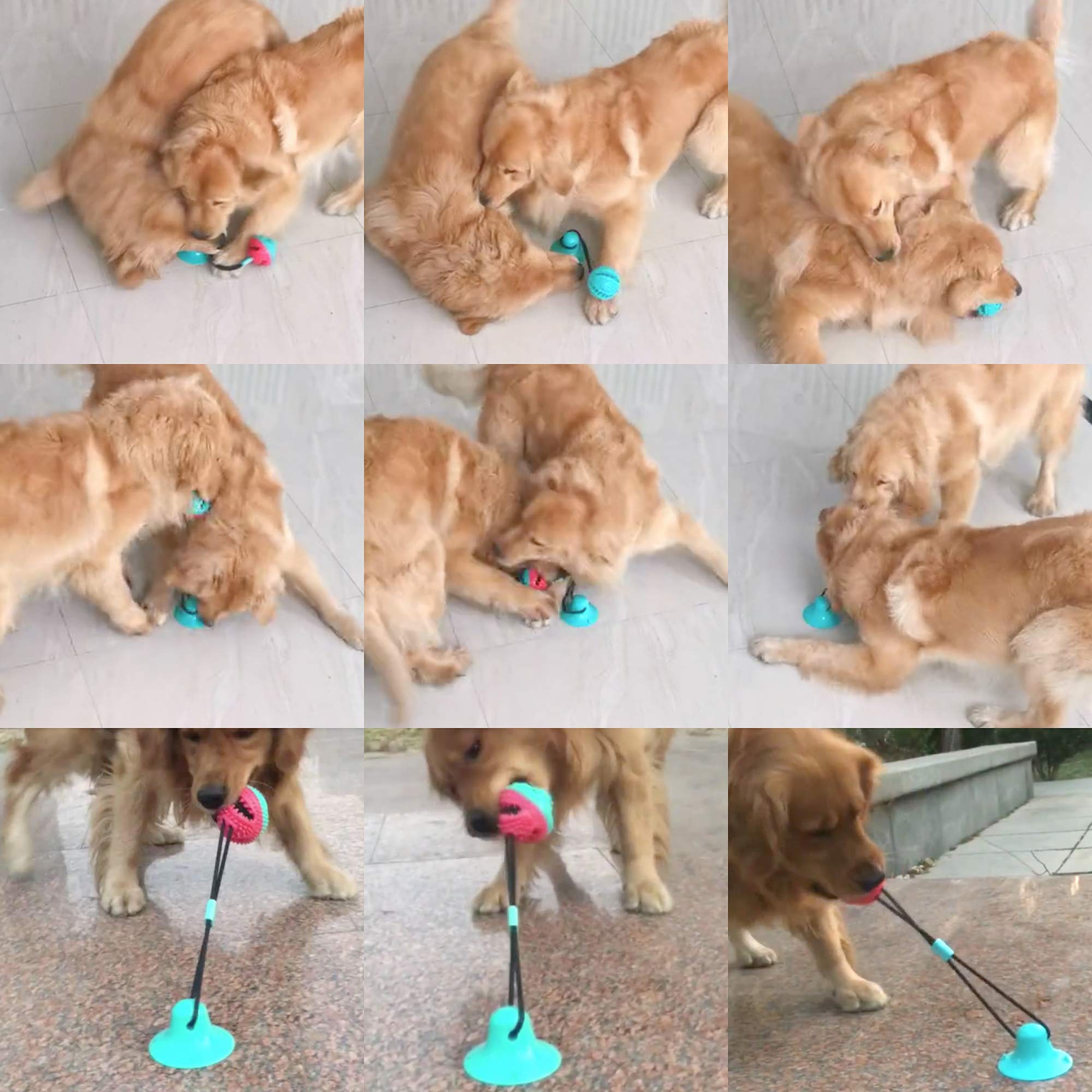 Durable Dog Chew Toy with Suction Cup - Interactive Tug Toy, Molar Bite Ball for Teeth Cleaning & Food Dispensing - Self-Playing Rubber Chew Toy for Small & Large Dogs (Red) | Perfect for Indoor Play, Dental Health & Boredom Relief