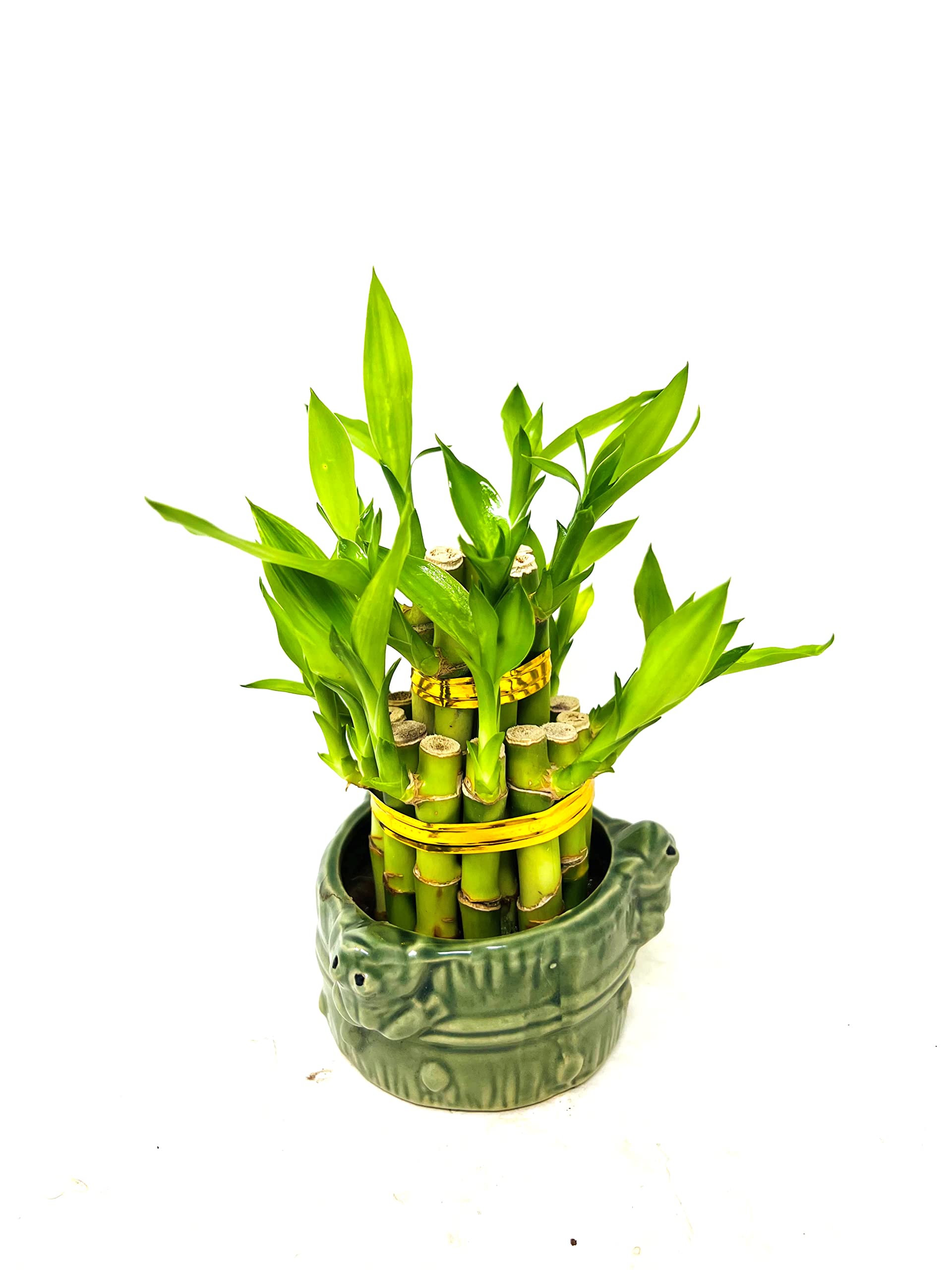 Two-Tiered Lucky Bamboo Arrangement in 3'' Frogs Decor Vase - Feng Shui Home Office Decor, Housewarming Gift, Zen Desk Plant for Good Luck