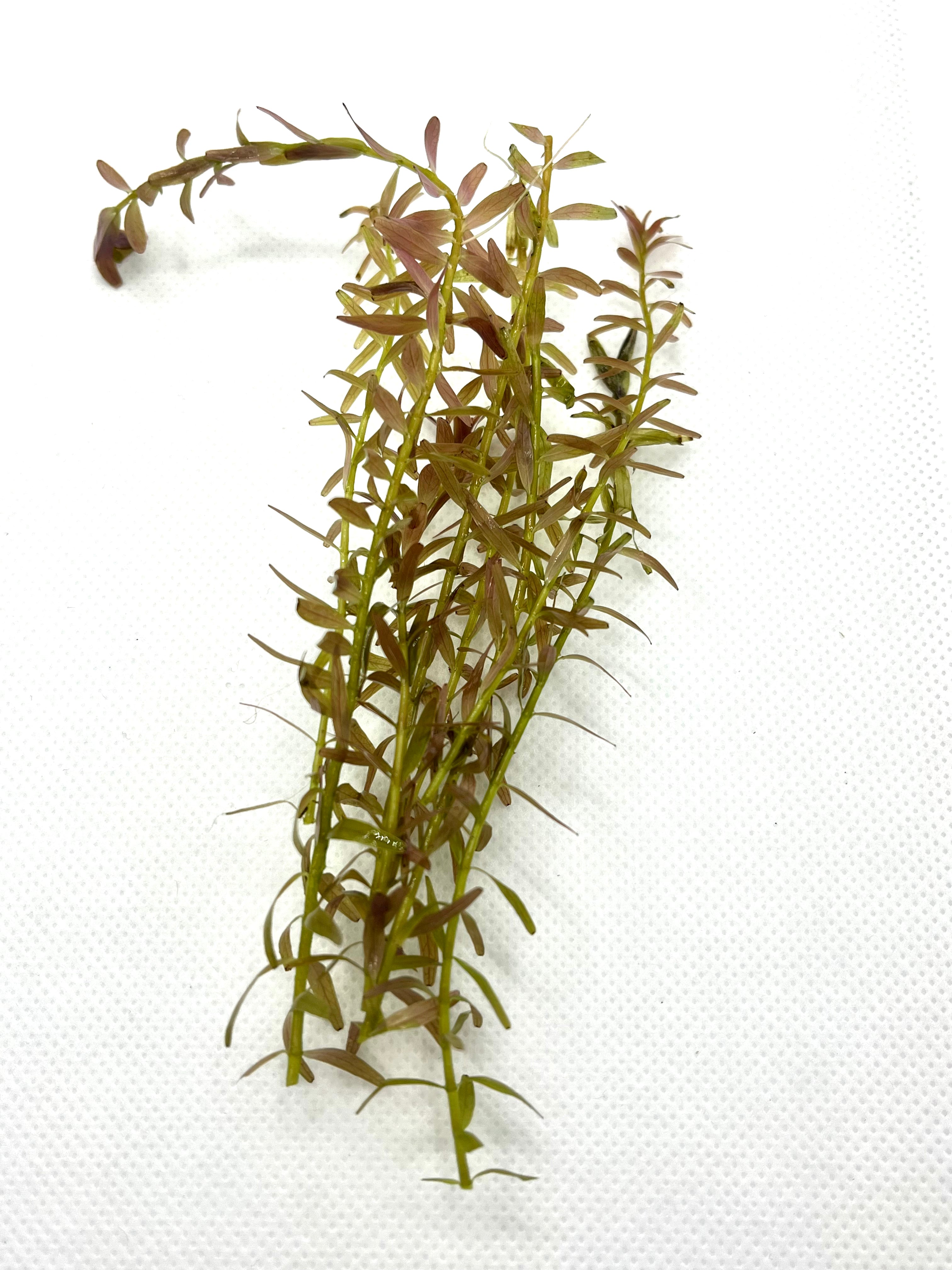 10 Live Rotala Stems Bundle - Vibrant Aquatic Plants for Freshwater Aquariums | Perfect for Fish Tanks, Aquascaping & Planted Aquariums