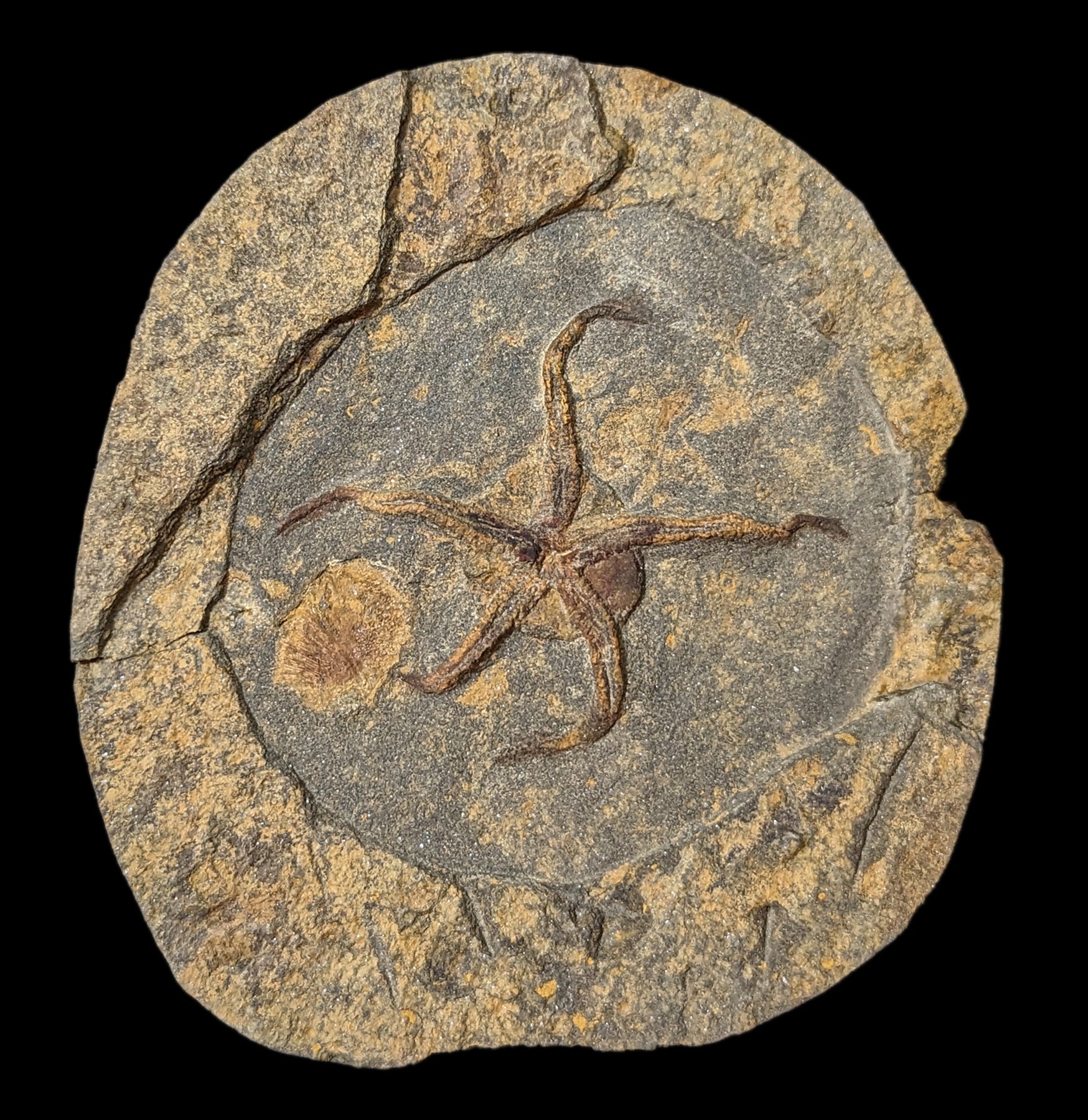 Authentic Brittle Star Fossil Plate - Premium Natural Marine Fossil Specimen for Collectors & Decor | Perfect for Home Display, Science Education & Gifts