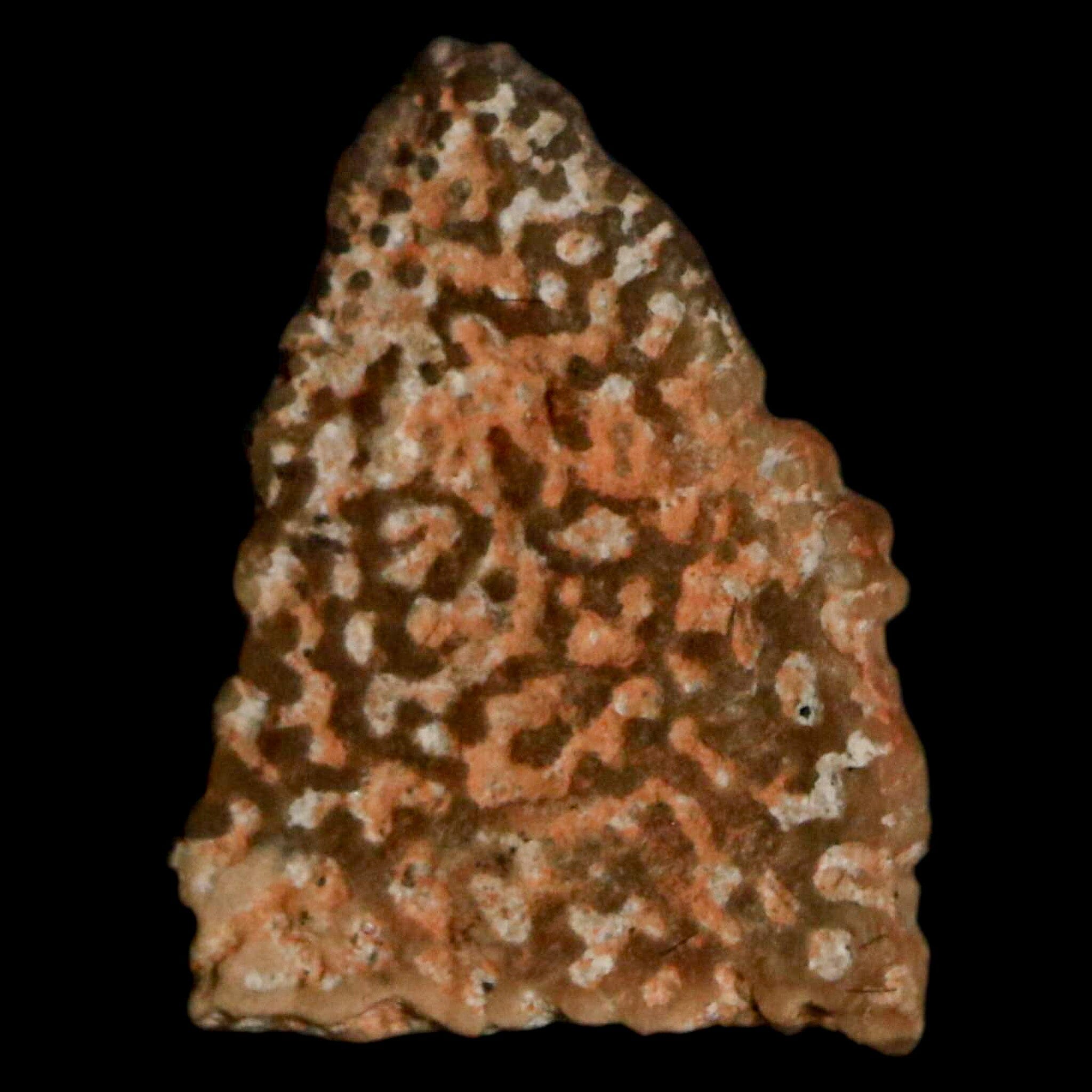 0.5 Megaloolithus Titanosaur Dinosaur Fossil Egg Shell from Bouches-du-Rhone, France - Rare Collectible Display Piece for Paleontology Enthusiasts & Museum-Quality Home Decor
