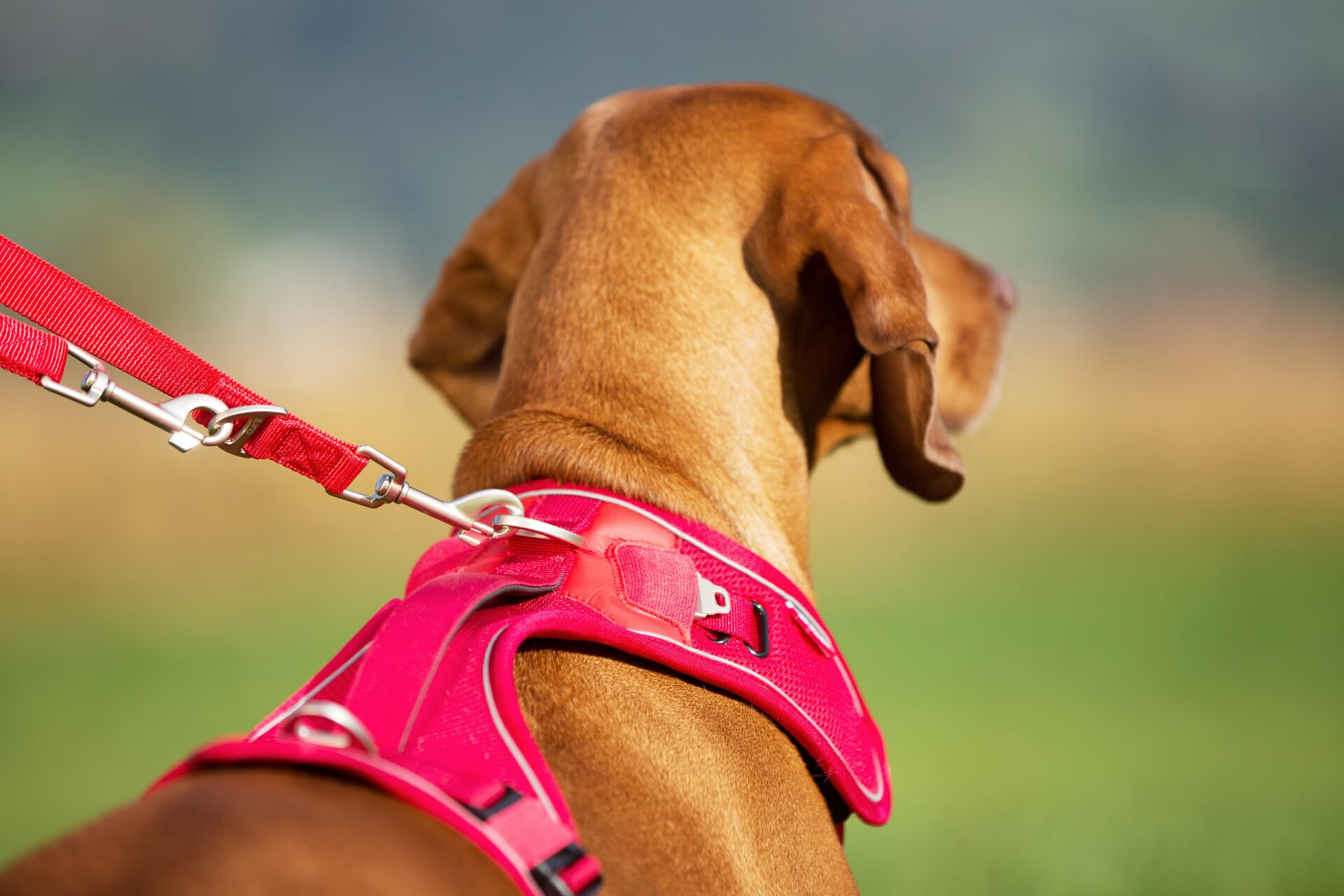 Belka Dog Harness - Adjustable Red Pet Vest for Small & Medium Dogs - Comfortable & Secure Walking Harness for Outdoor Adventures, Hiking & Daily Walks