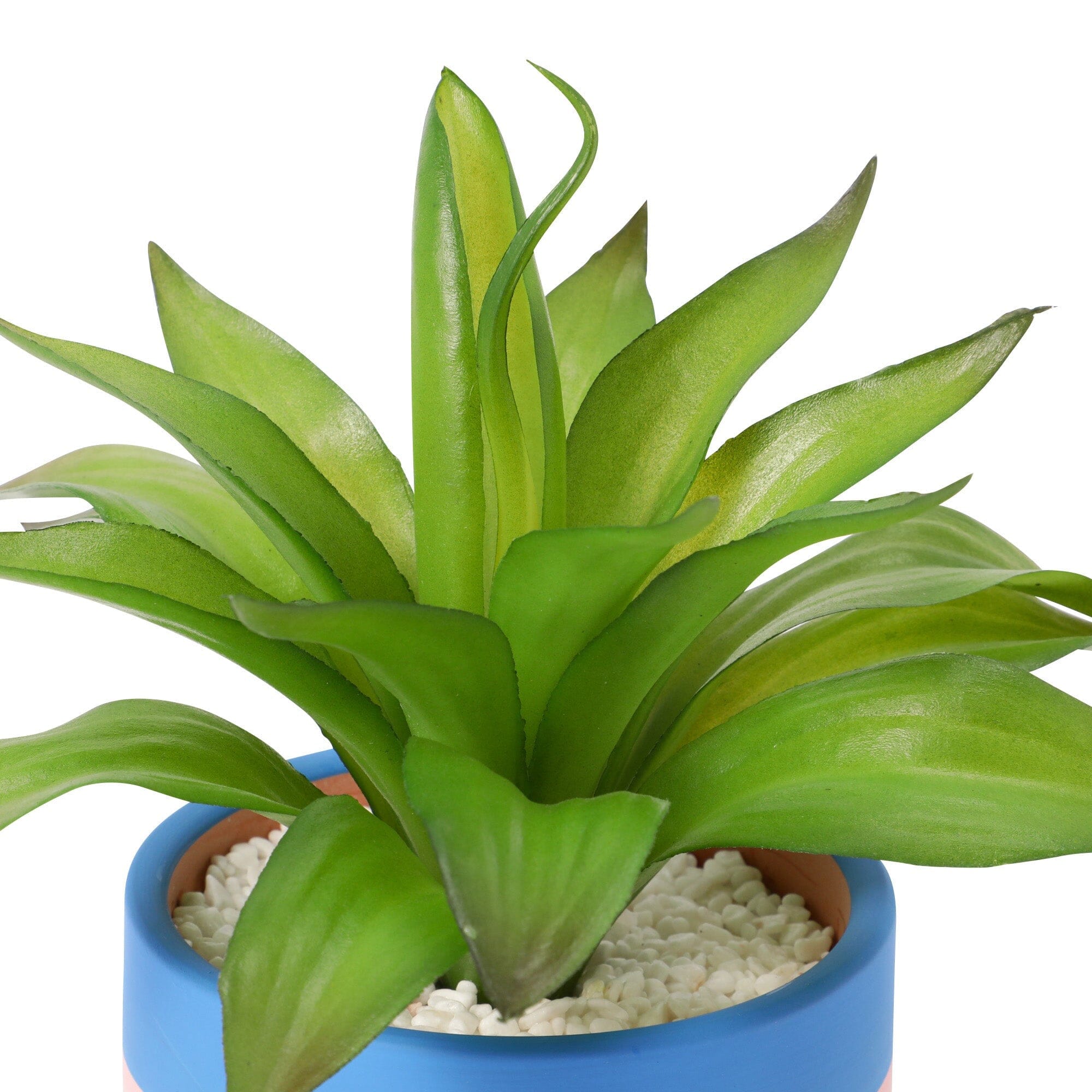 Art Green & Pot Agave - Premium Succulent Plant for Home Decor, Office Desk, and Garden Landscaping