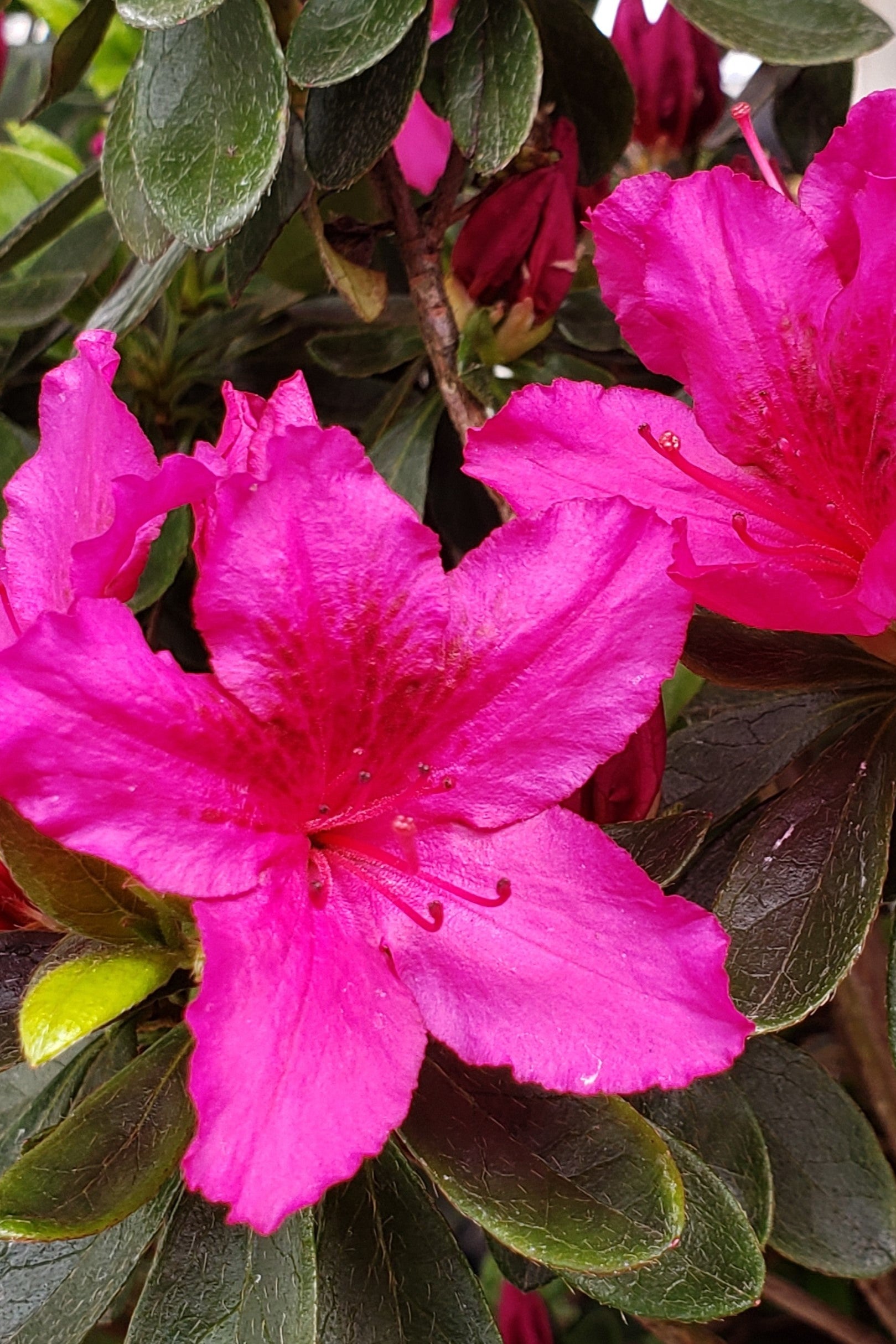 Azalea x 'Girard's Fuchsia' - Live Plant in 6