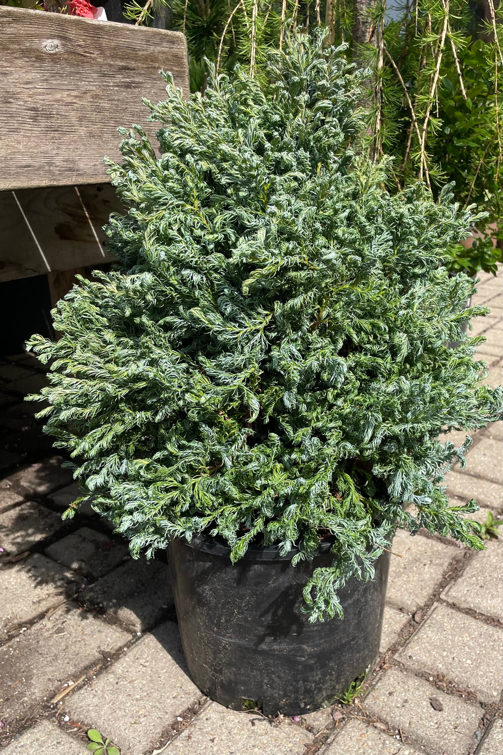 Chamaecyparis pisifera 'Curly Tops' - Dwarf Evergreen Conifer Tree for Landscaping & Garden Decor | Perfect for Small Yards, Rock Gardens & Container Planting