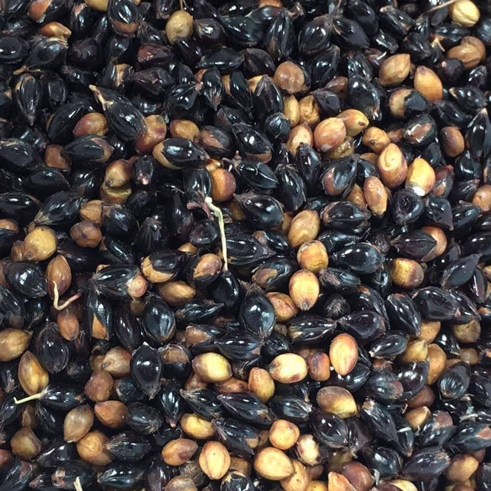 Organic Texas Black Broom Corn Seeds (Sorghum Bicolor) - Non-GMO Heirloom Variety - Packet of 30 Seeds for Planting, Gardening & DIY Broom Making - Perfect for Home Gardens, Landscaping & Craft Projects