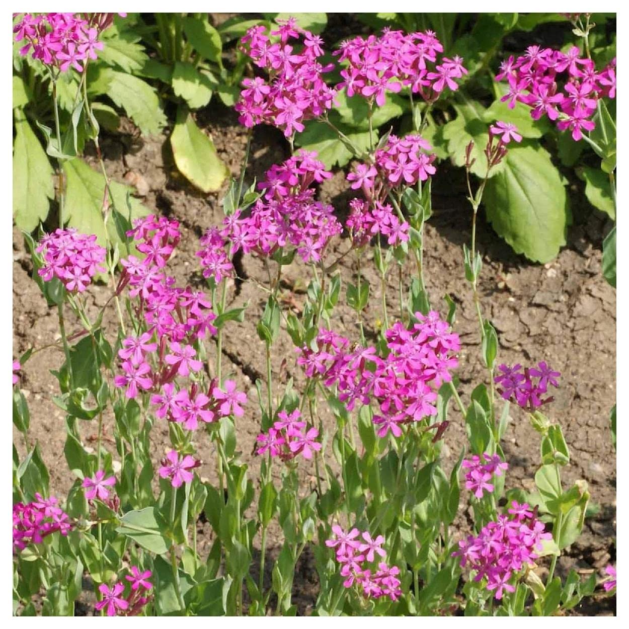Everwilde Farms - 2000 Catchfly Wildflower Seeds (Silene armeria) - Non-GMO, Gold Vault Seed Packet for Pollinator Gardens, Borders & Cut Flower Arrangements
