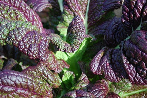 50 Seeds Red Giant Mustard Greens - Non-GMO Heirloom Vegetable Seeds for Planting - Beautiful & Flavorful Salad Greens for Home Garden, Cooking & Healthy Eating