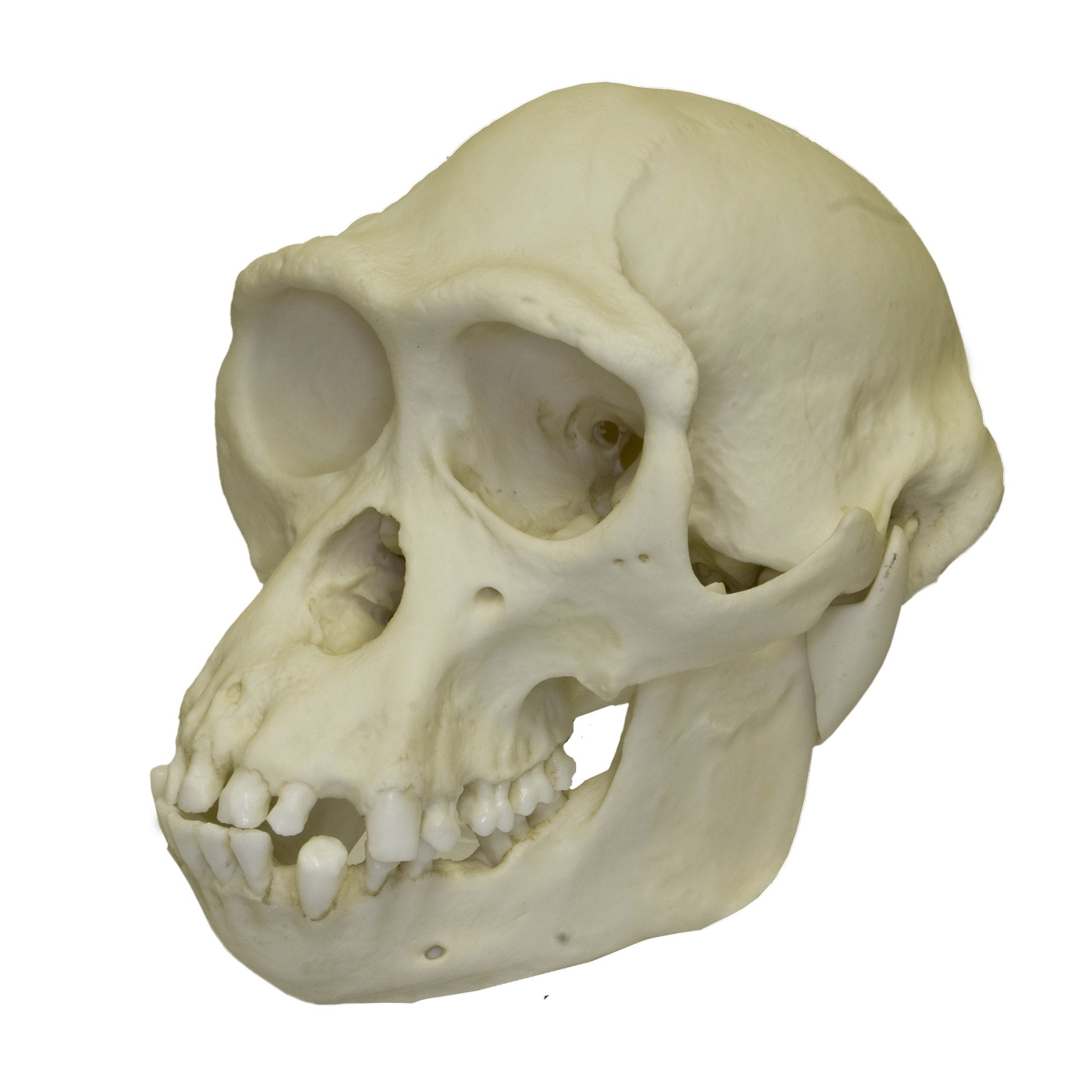 Authentic Replica Bonobo Skull - Male Primate Skull for Science Education, Anthropology Studies & Home Decor Display