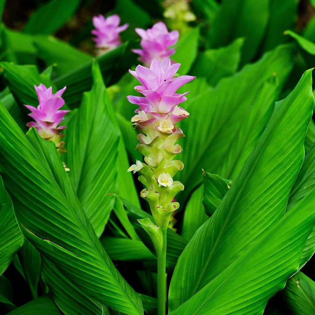 Organic Yellow Turmeric Ginger Live Plants (Curcuma Longa) - 2 Starter Plants for Home Garden, Cooking & Herbal Remedies