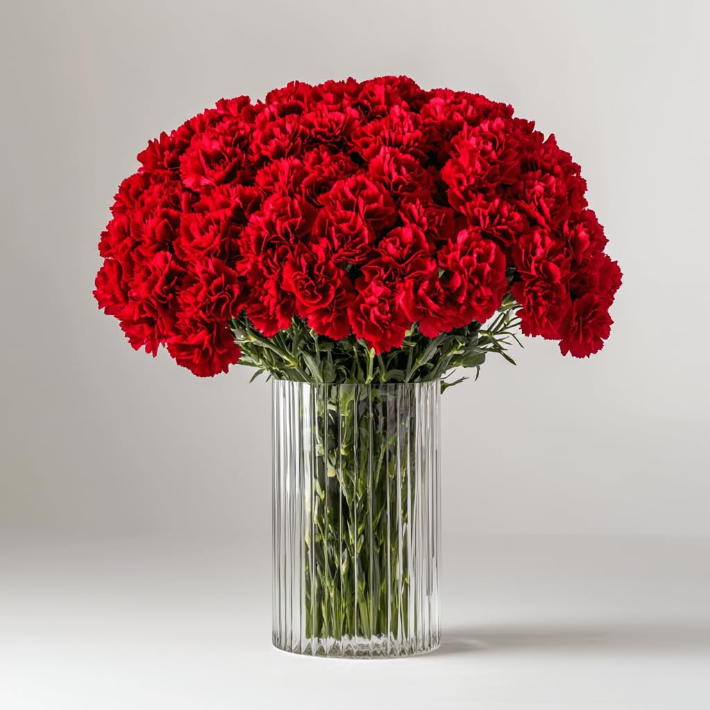 100 Fresh Red Carnations - Premium Cut Flowers for Anniversary, Birthday, Wedding & Special Occasions - Long-Lasting Blooms for Bouquets, Centerpieces & Romantic Gifts (OM)