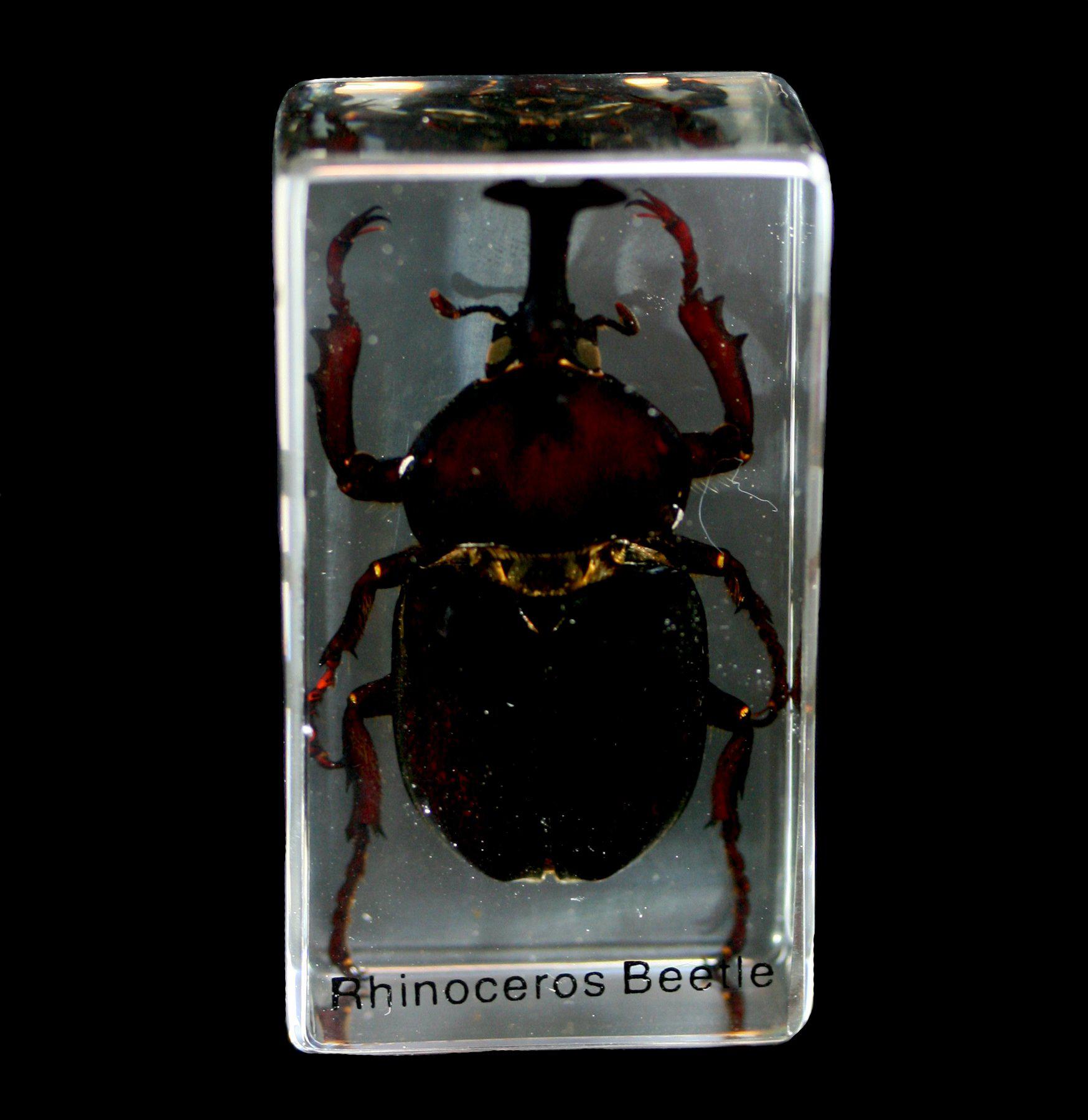 Premium Rhinoceros Beetle Encased in Clear Acrylic Block - Unique Insect Specimen Display for Home Decor, Science Education & Collector's Showcase