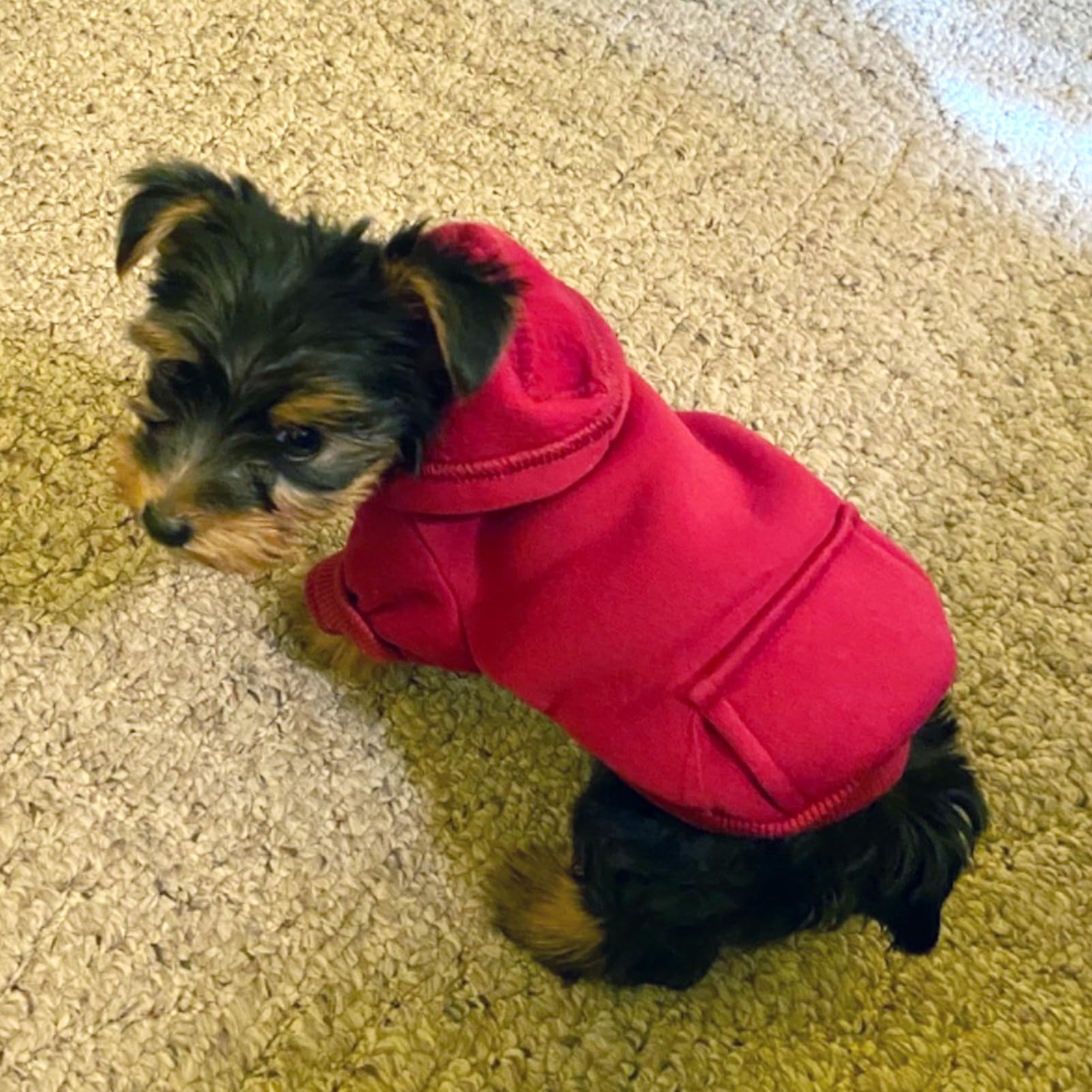 Jecikelon Winter Dog Hoodie Sweatshirt with Pockets - Warm Fleece Dog Clothes for Small Dogs & Puppies - Cozy Chihuahua Coat & Cat Costume for Cold Weather (XX-Small, Wine Red) - Perfect for Outdoor Walks & Indoor Lounging