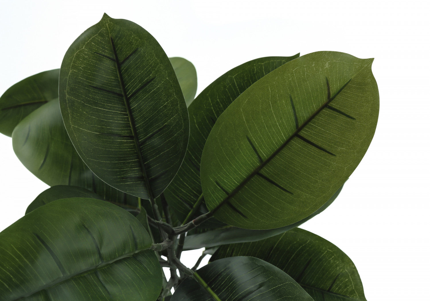 52 Rubber Tree Plants with 5 Black Pots - Indoor Houseplants for Home Decor, Office, and Living Room Greenery