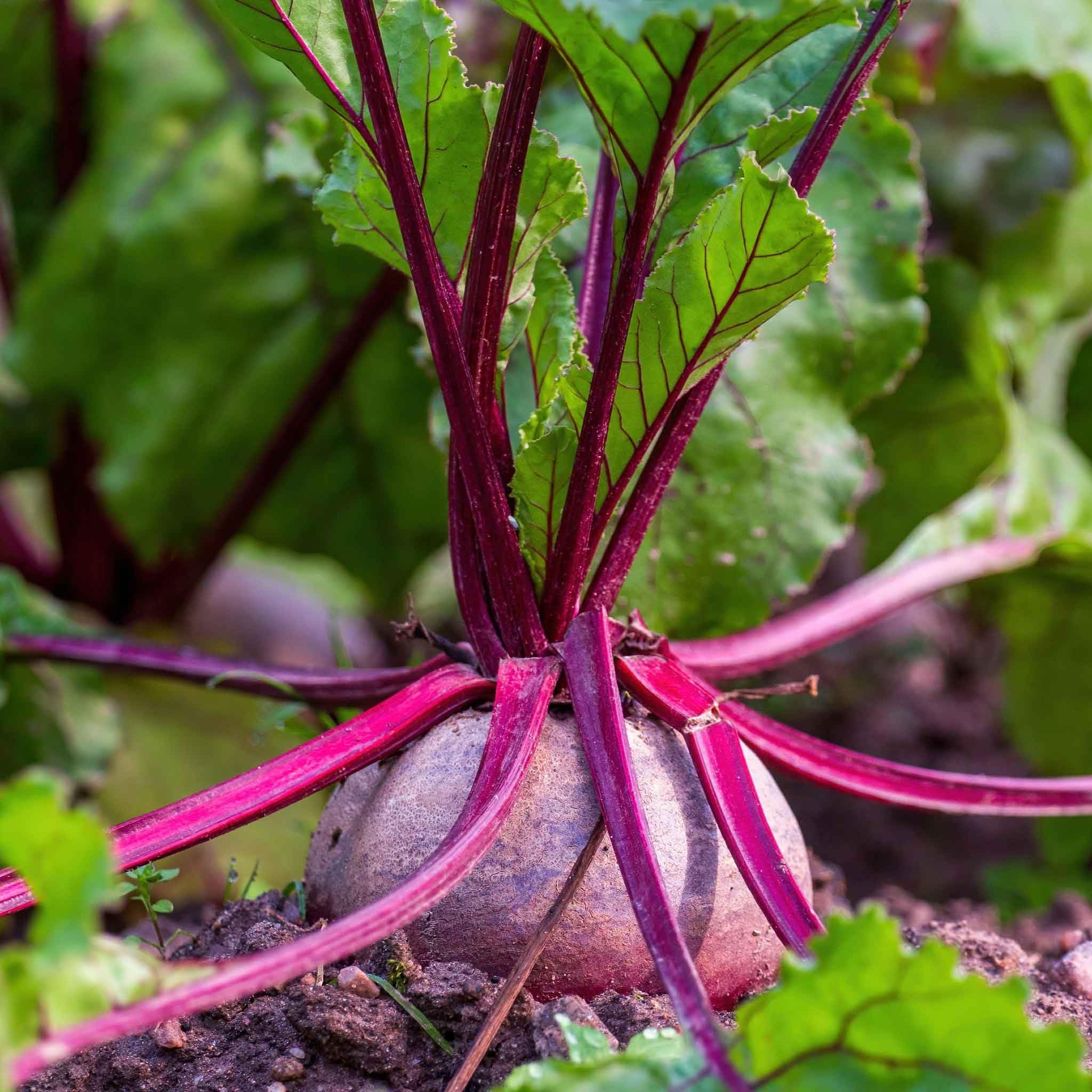 Eden Brothers Detroit Dark Red Beet Seeds for Planting - Non-GMO, Heirloom Vegetable Seeds for Home Garden, Canning & Fresh Eating