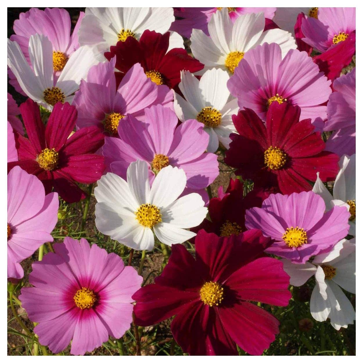 Everwilde Farms - 1/4 Lb Sensation Tall Mixed Cosmos Wildflower Seeds - Gold Vault Pack | Non-GMO, Pollinator-Friendly Flowers for Gardens, Landscaping & Butterfly Habitats