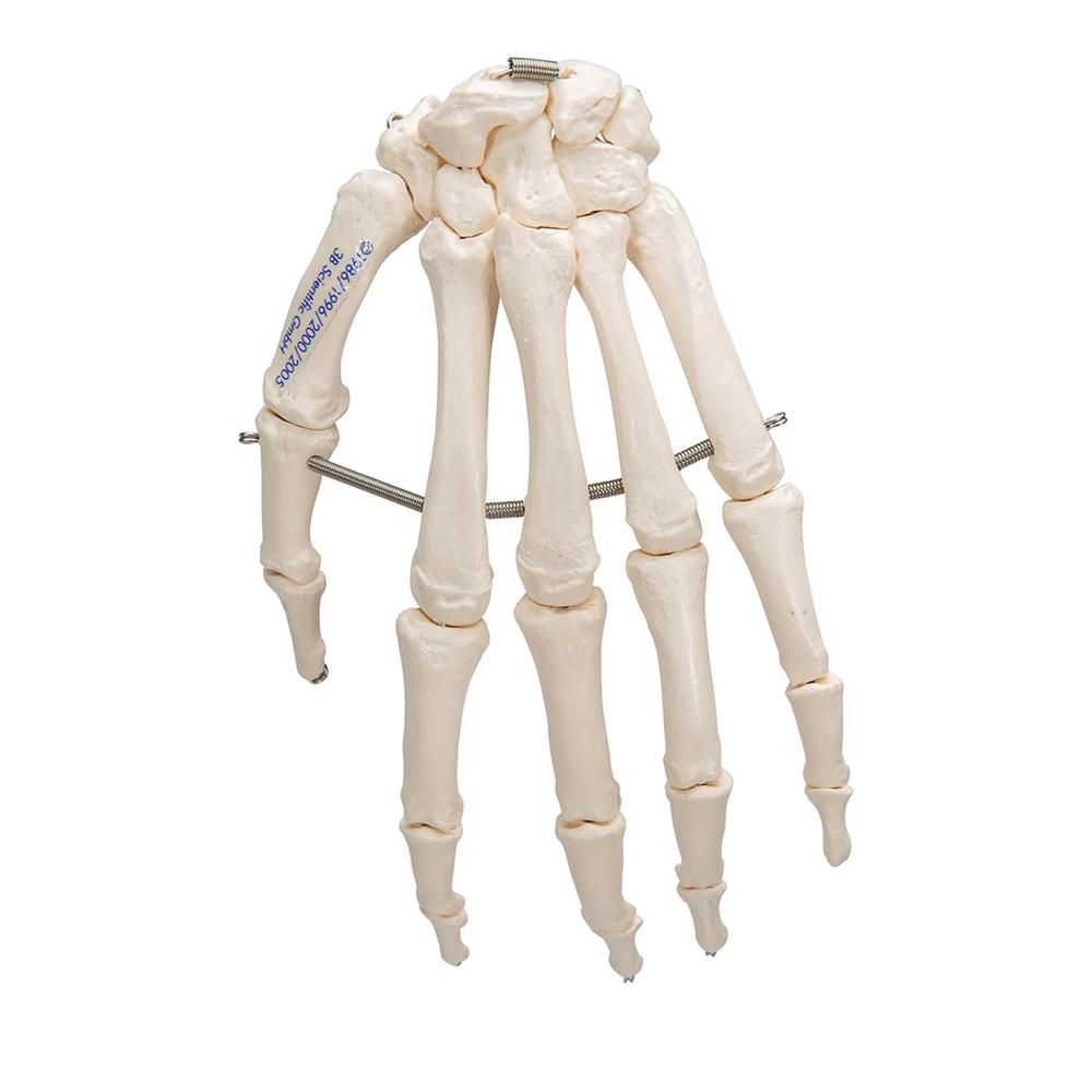 Hand Skeleton Wire Mounted - Anatomical Hand Model for Medical Education & Halloween Decor - Perfect for Classroom, Doctor Office, and Spooky Home Decor