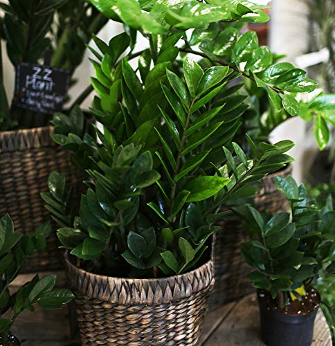 ZZ Plant (Zamioculcas Zamiifolia) - 8 Inch Live Indoor Houseplant - Low Maintenance Air Purifying Plant for Home & Office Decor - Perfect for Living Room, Bedroom or Workspace