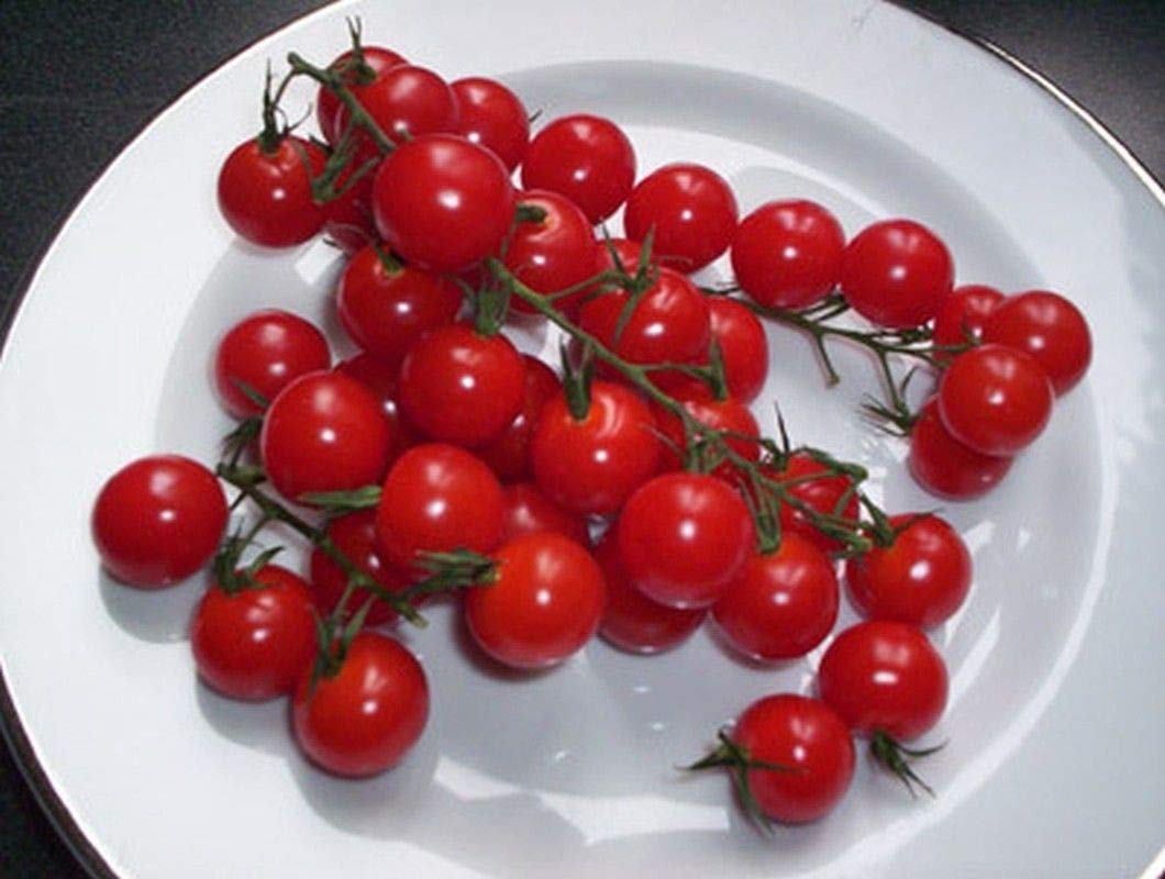 Italian Patio Cherry Tomato Seeds - High Yield, Super Sweet, Non-GMO (200 Seeds) for Home Garden, Balcony, and Container Planting