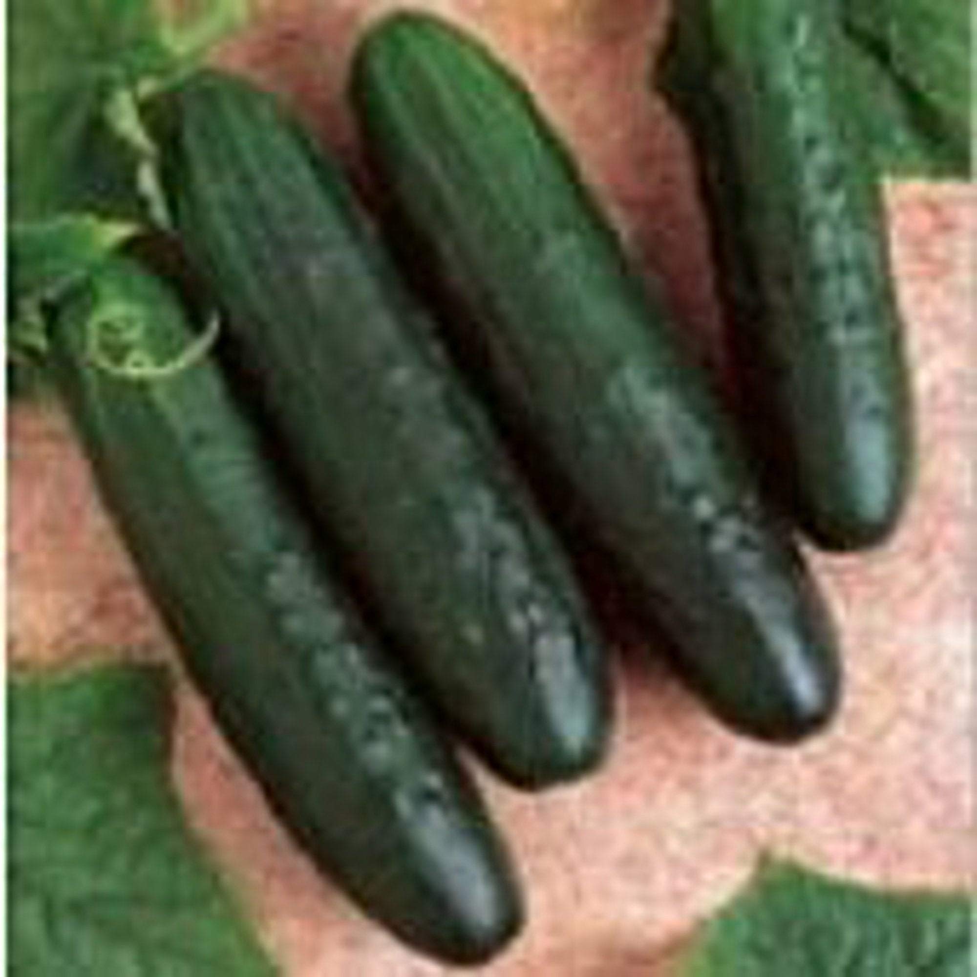 Heirloom General Lee Cucumber Seeds - Non-GMO, Organic, 25+ Seeds for Home Vegetable Gardening | Perfect for Pickling, Salads & Fresh Eating