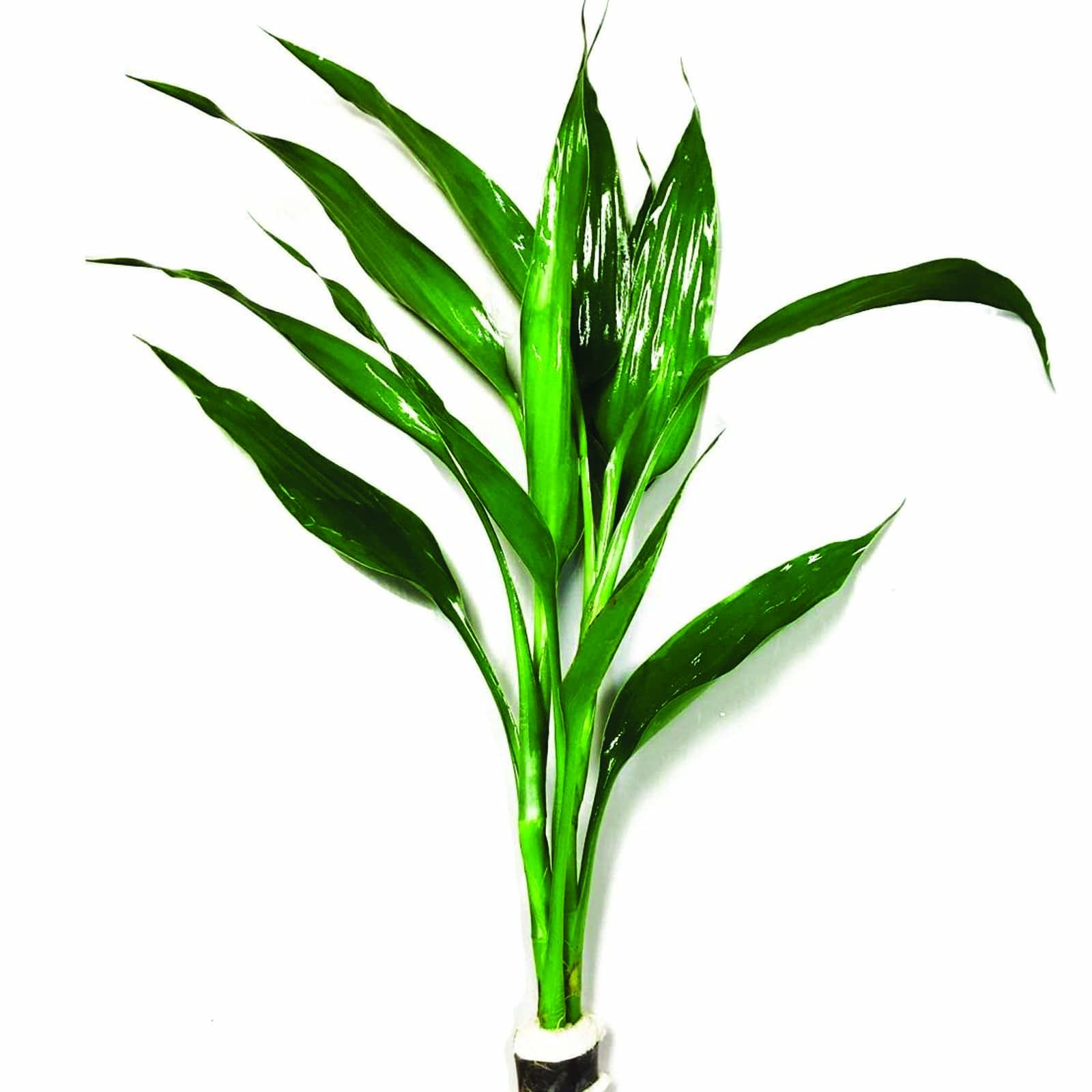 Mainam Dracaena Sanderiana Green Live Aquarium Plants - Lucky Bamboo for Fish Tank Decorations | Perfect for Freshwater Aquariums, Betta Fish Tanks & Office Desk Decor