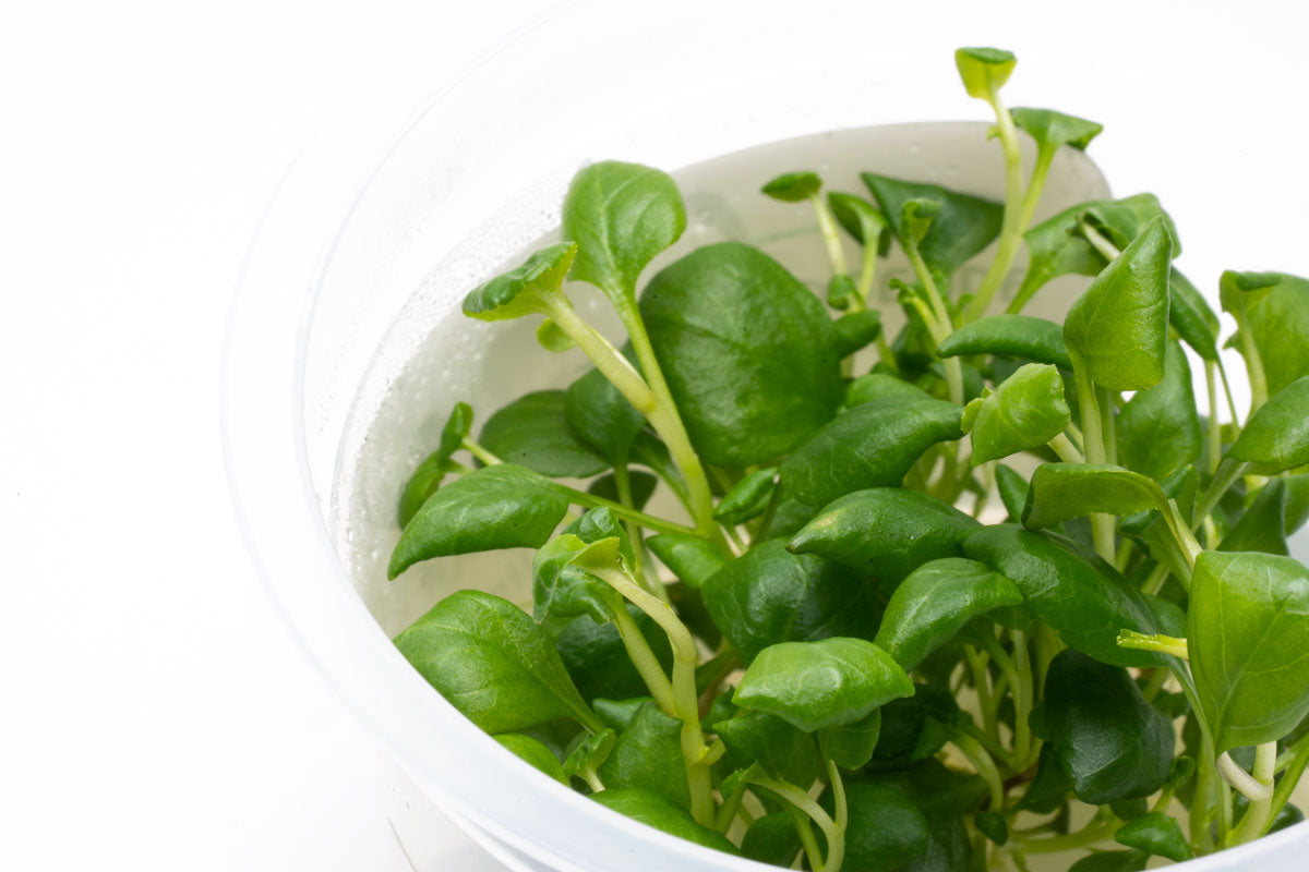 Lobelia Cardinalis Mini Tissue Culture - Live Aquatic Plant for Aquariums & Fish Tanks | Perfect for Freshwater Planted Tanks, Aquascaping & Terrariums