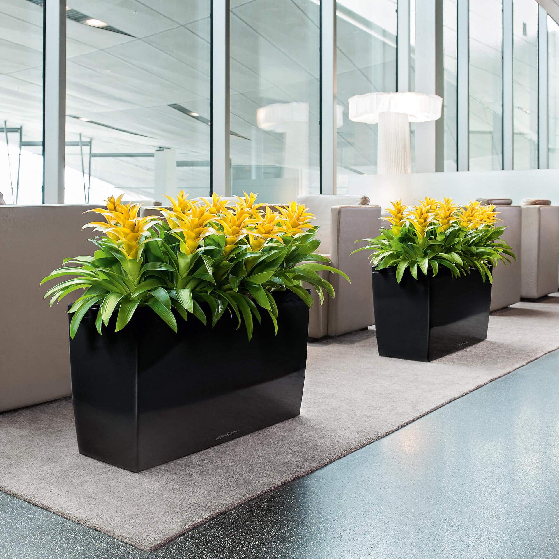 Lechuza CARARO Premium Black High Gloss Self-Watering Planter 18809 - Perfect for Indoor Plants, Home Decor & Office Spaces